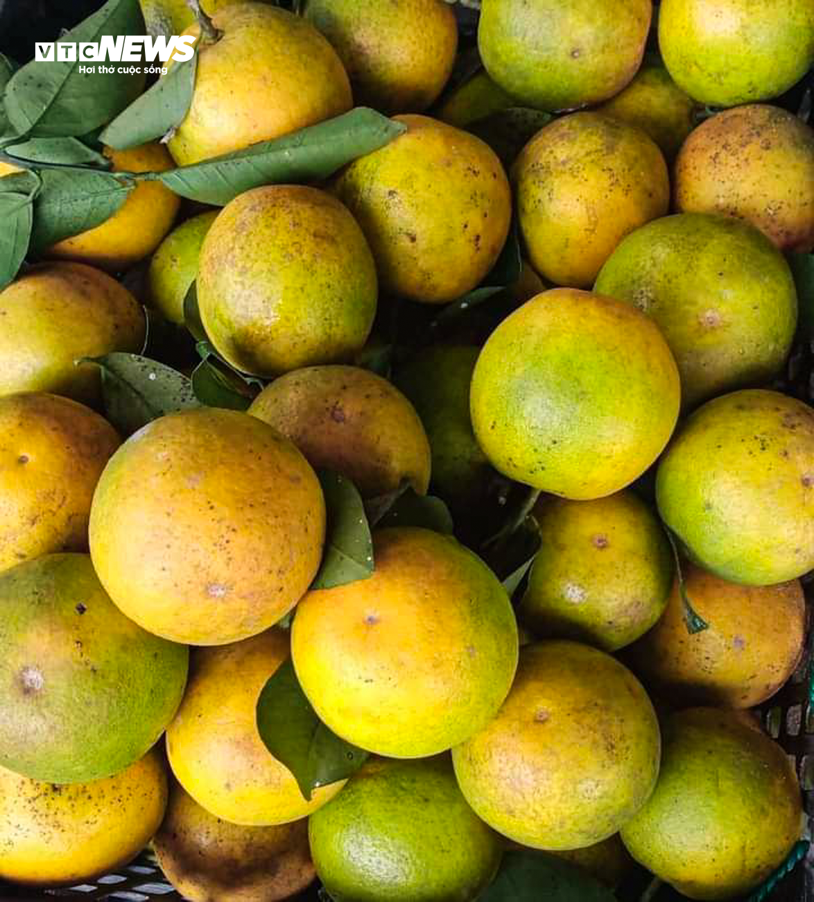 Thủ phủ cam Hà Tĩnh vào mùa, bán giá cao vẫn ‘cháy’ hàng - 5