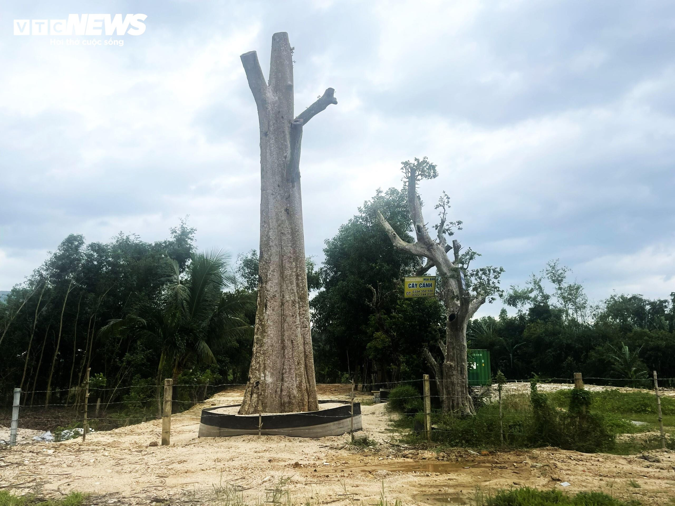 Hiện trạng dự án thủy điện 'thế chỗ' hơn 25 ha rừng tự nhiên ở Bình Định - 13