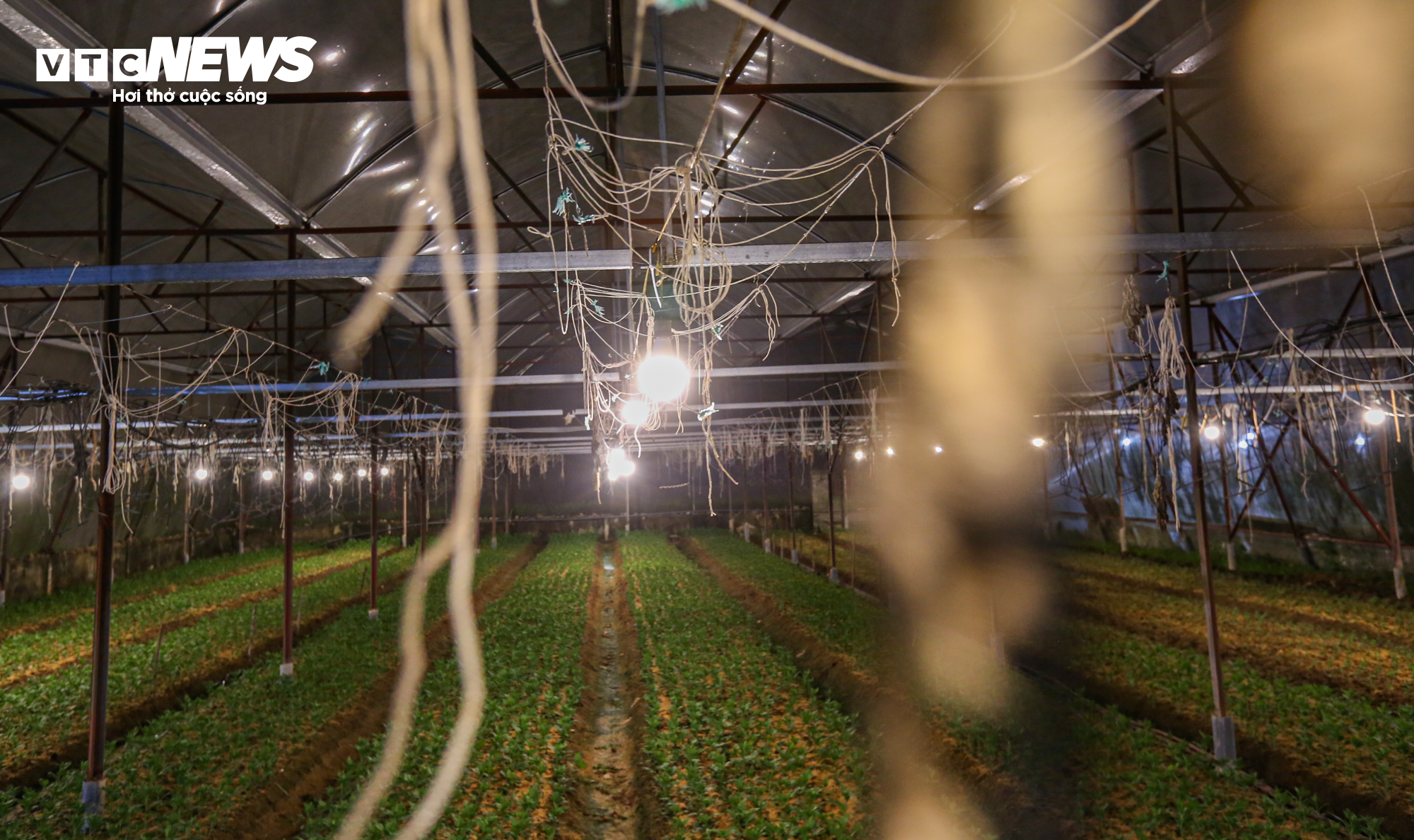 Nông dân Hà Tĩnh chong đèn, bắt cây hoa không 'ngủ’ để nở đúng dịp Tết - 9