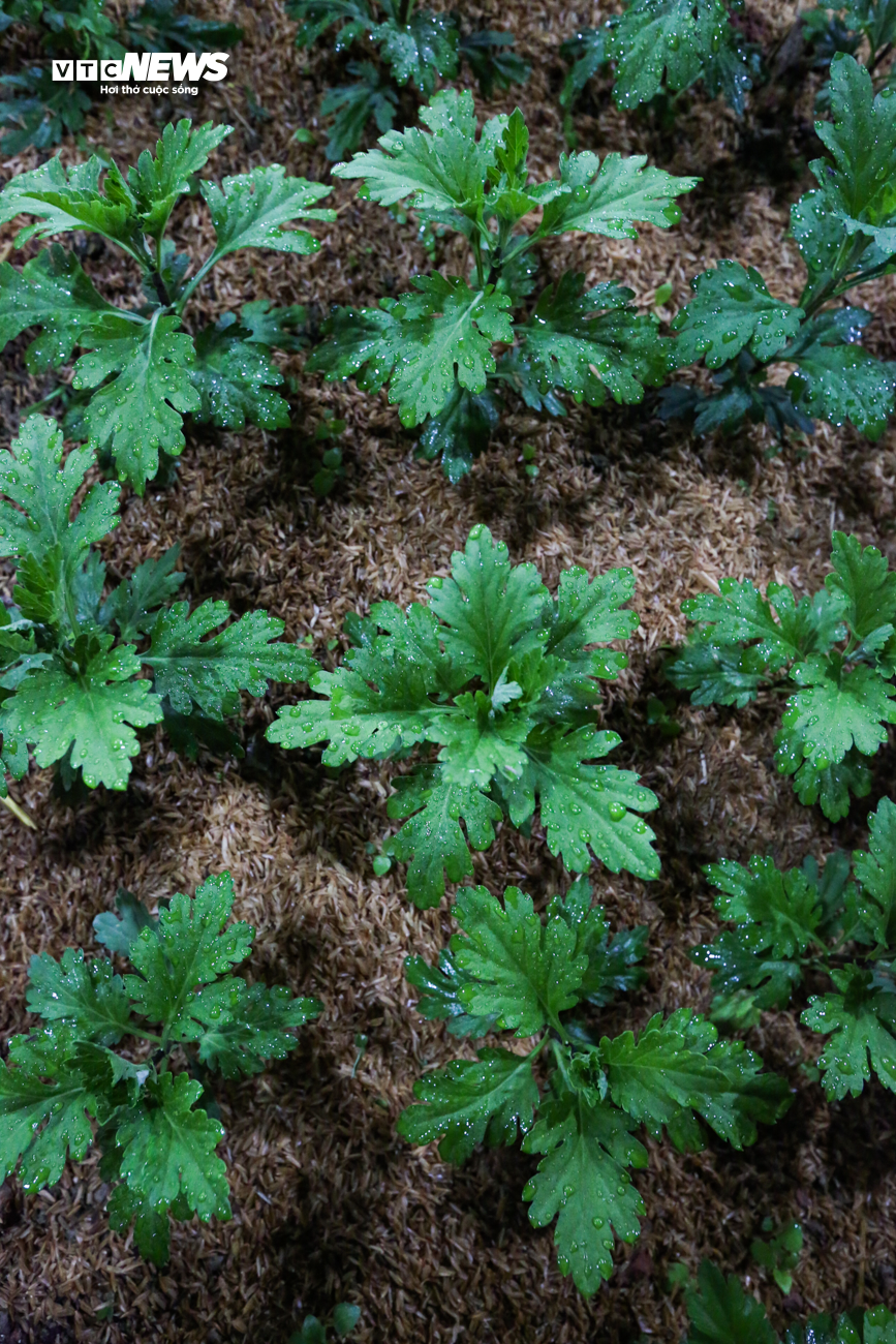 Nông dân Hà Tĩnh chong đèn, bắt cây hoa không 'ngủ’ để nở đúng dịp Tết - 11