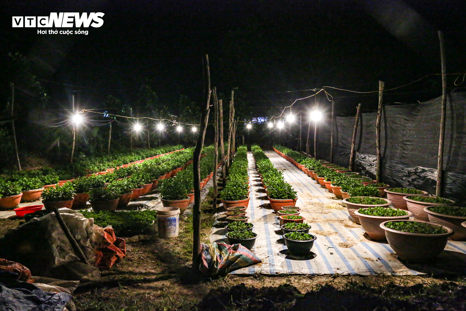 Nông dân Hà Tĩnh chong đèn, bắt cây hoa không 'ngủ’ để nở đúng dịp Tết - 5