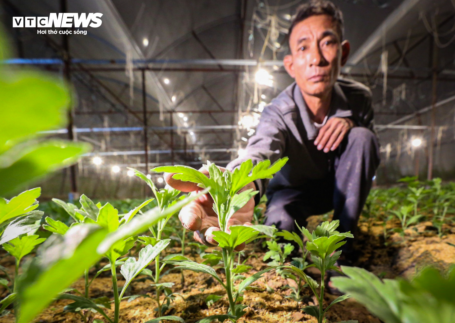 Nông dân Hà Tĩnh chong đèn, bắt cây hoa không 'ngủ’ để nở đúng dịp Tết - 14