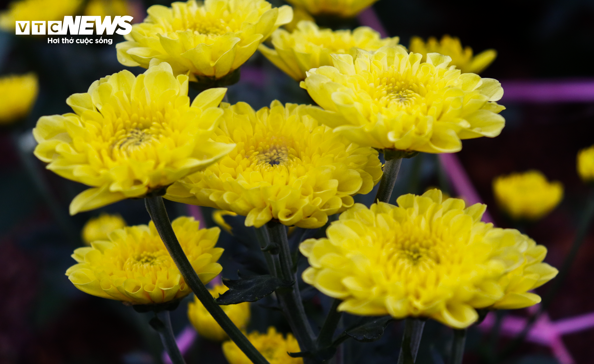 Nông dân Hà Tĩnh chong đèn, bắt cây hoa không 'ngủ’ để nở đúng dịp Tết - 3