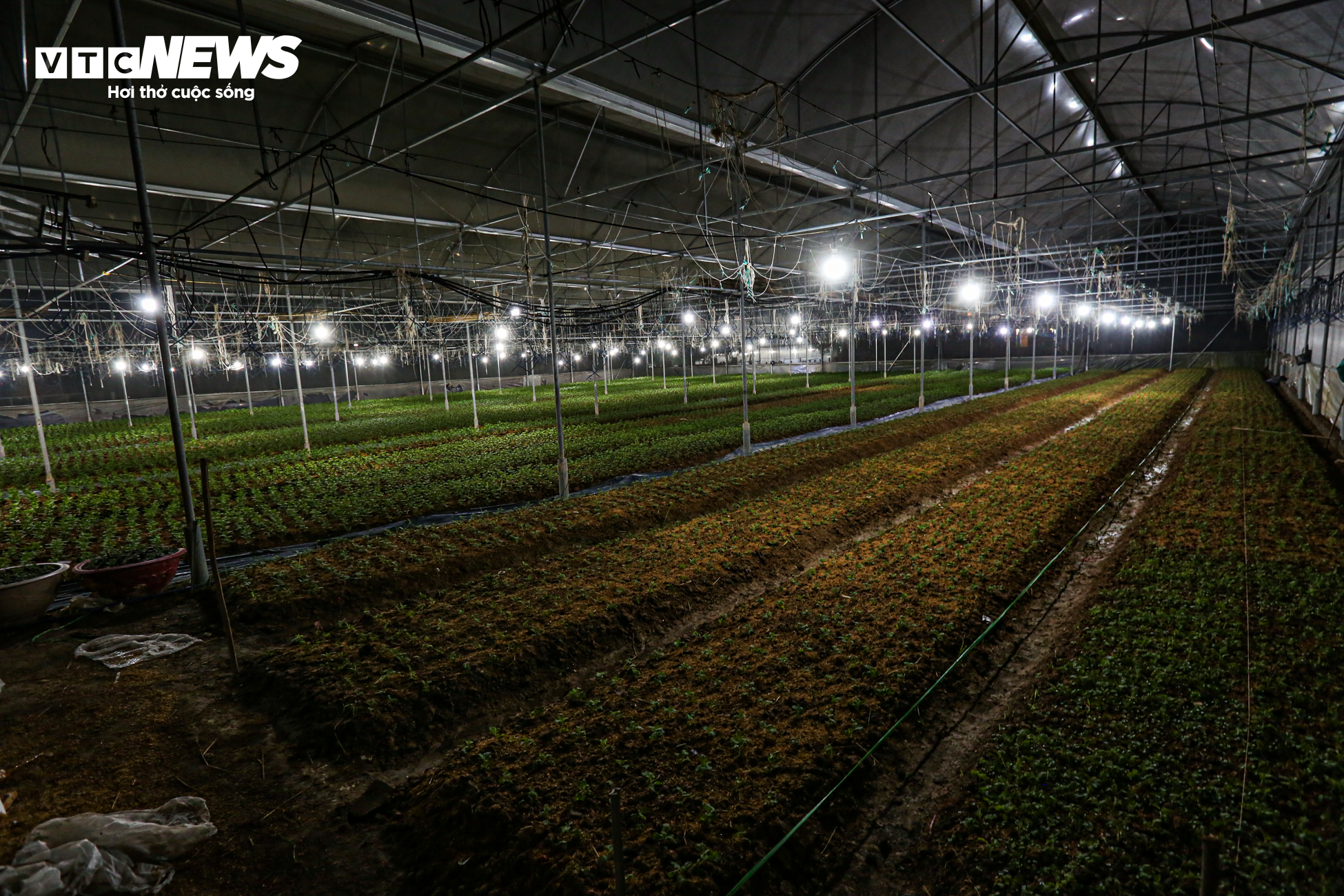 Nông dân Hà Tĩnh chong đèn, bắt cây hoa không 'ngủ’ để nở đúng dịp Tết - 1