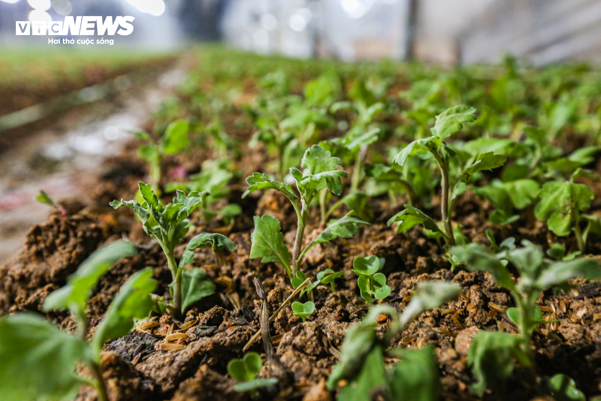 Nông dân Hà Tĩnh chong đèn, bắt cây hoa không 'ngủ’ để nở đúng dịp Tết - 2