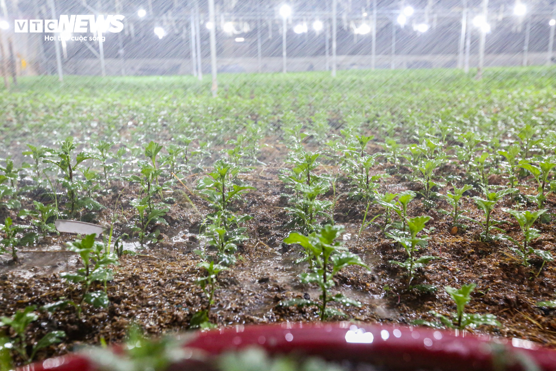 Nông dân Hà Tĩnh chong đèn, bắt cây hoa không 'ngủ’ để nở đúng dịp Tết - 7