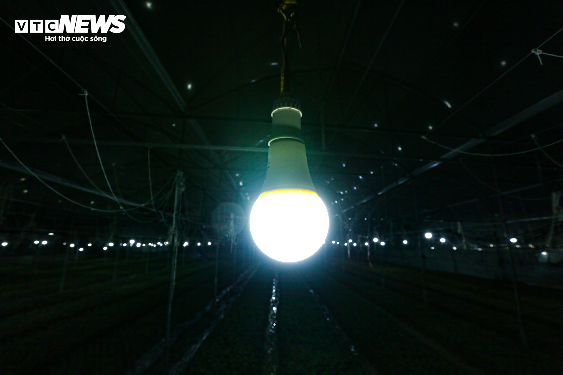 Nông dân Hà Tĩnh chong đèn, bắt cây hoa không 'ngủ’ để nở đúng dịp Tết - 8