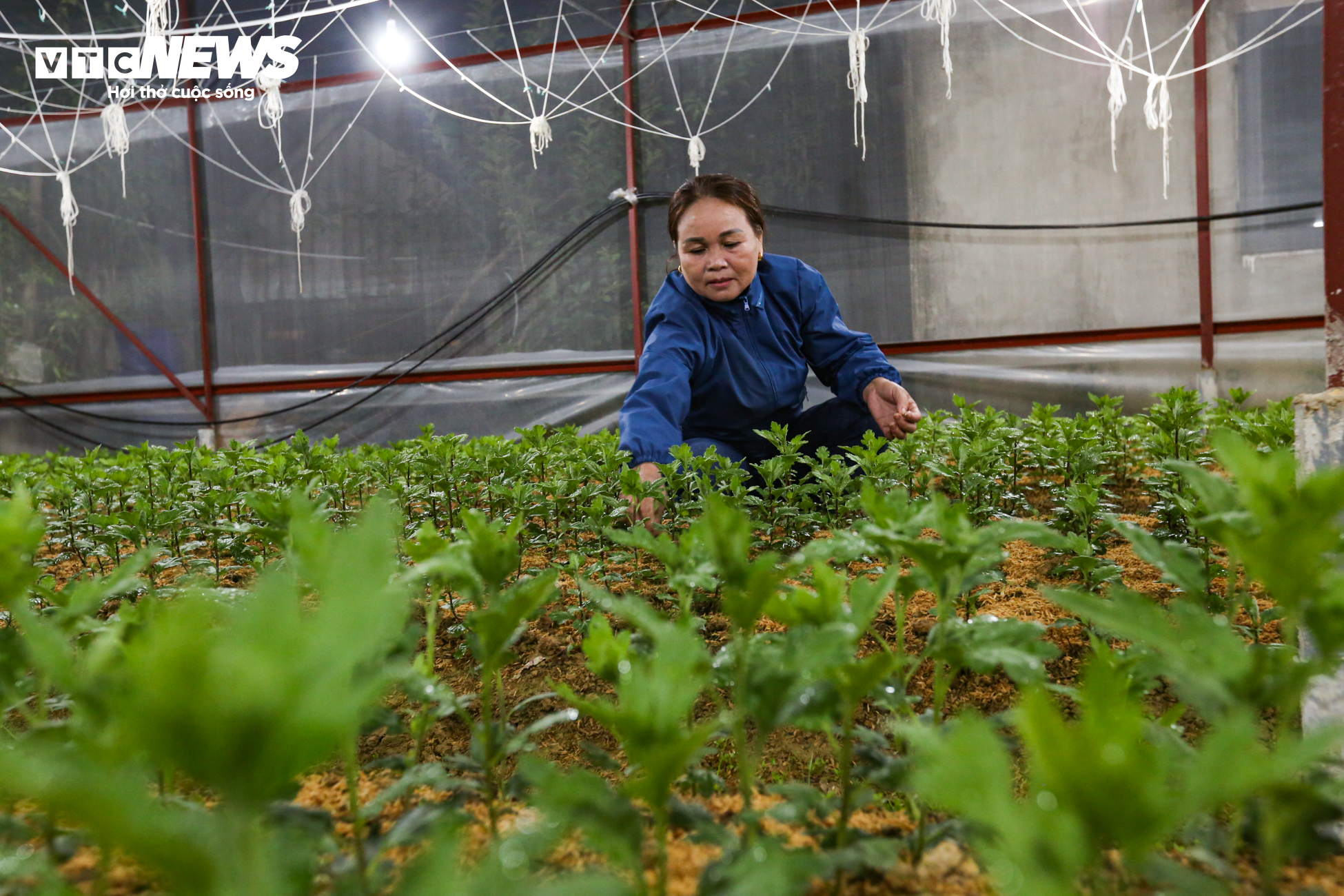 Nông dân Hà Tĩnh chong đèn, bắt cây hoa không 'ngủ’ để nở đúng dịp Tết - 6