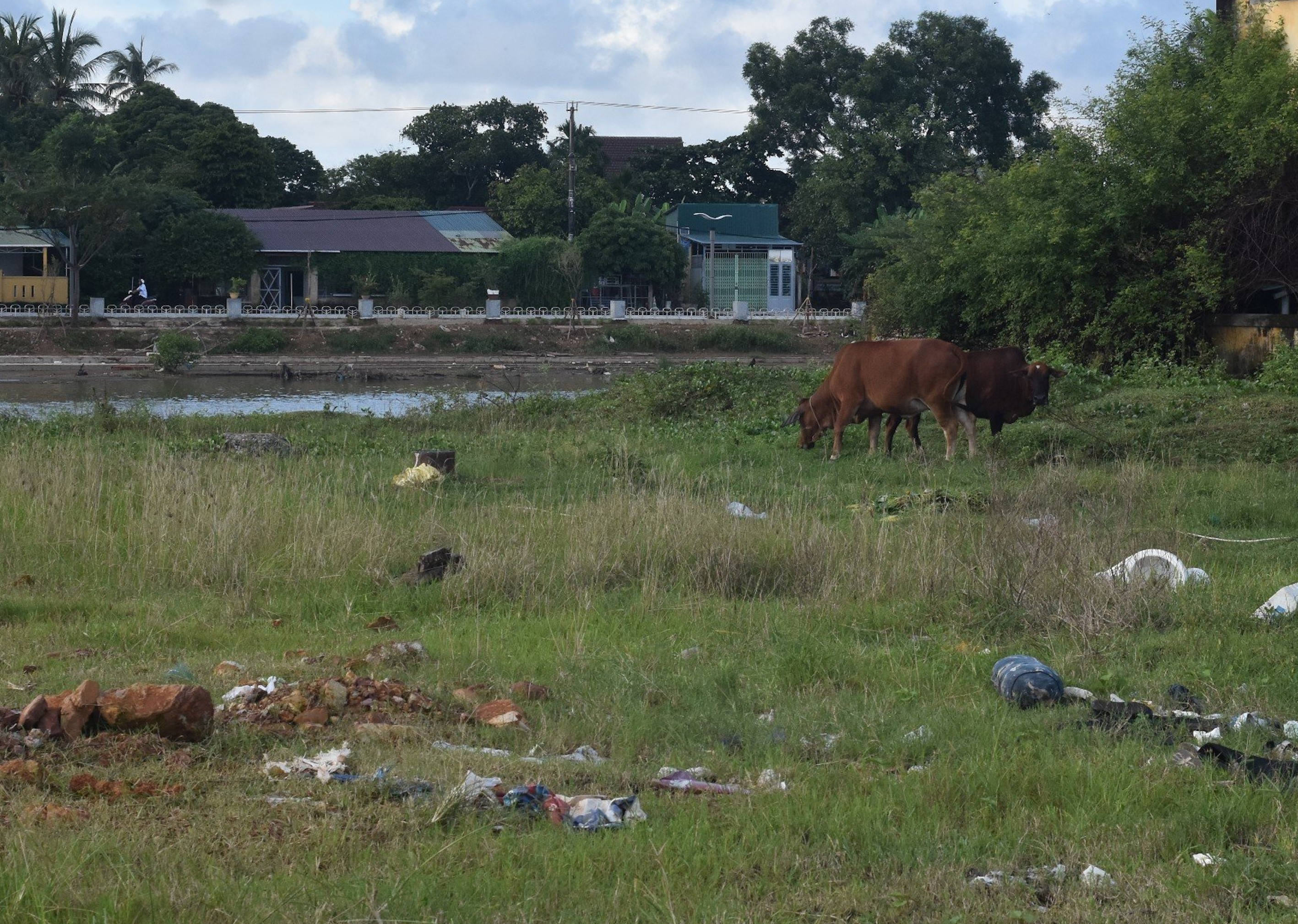 Cảng quân sự là di tích quốc gia bị bỏ hoang phế, dân biến thành nơi chăn bò - 8