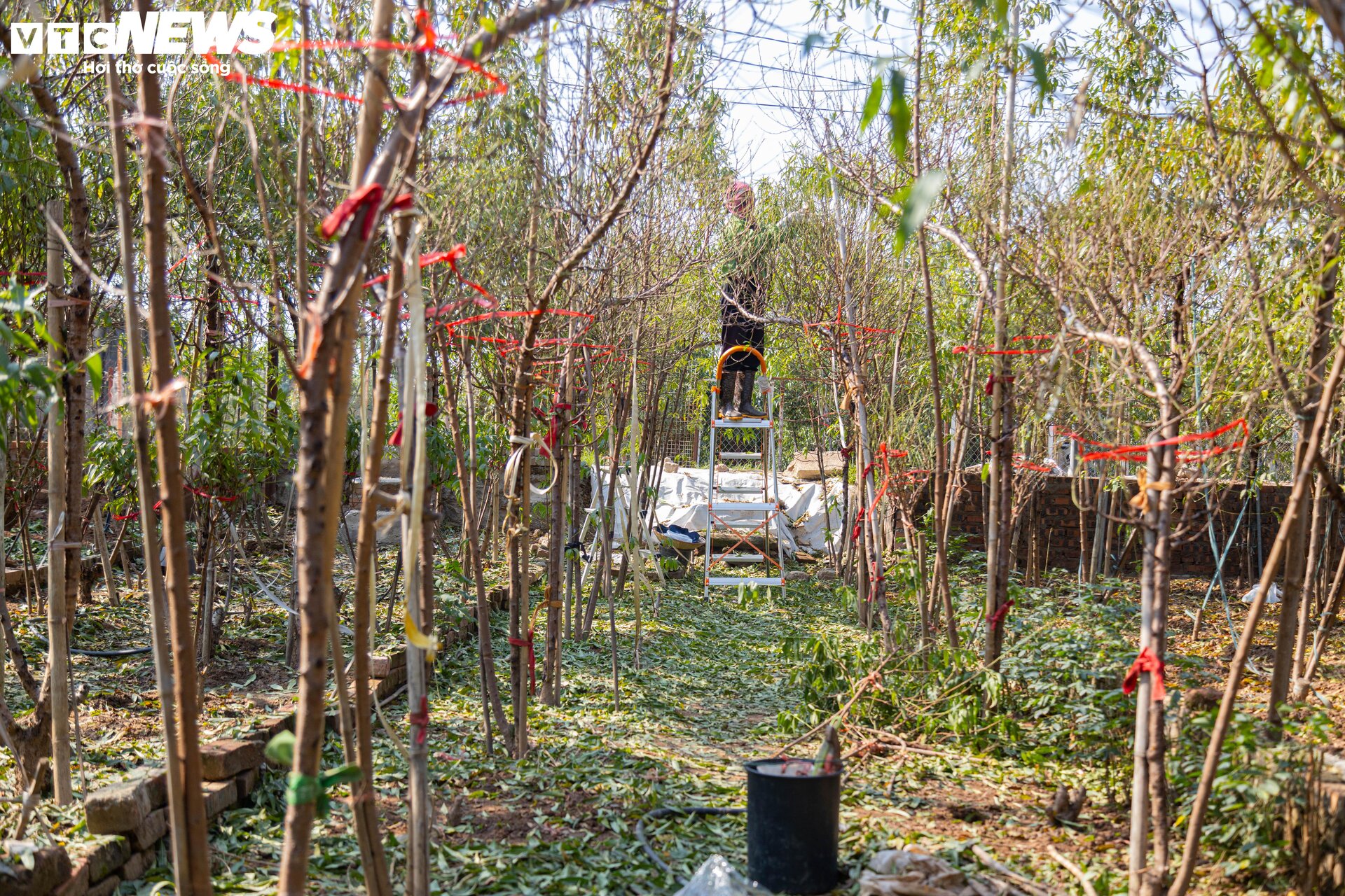 Làng đào Nhật Tân vào mùa tuốt lá, chuẩn bị đón Tết Nguyên đán 2024 - 10