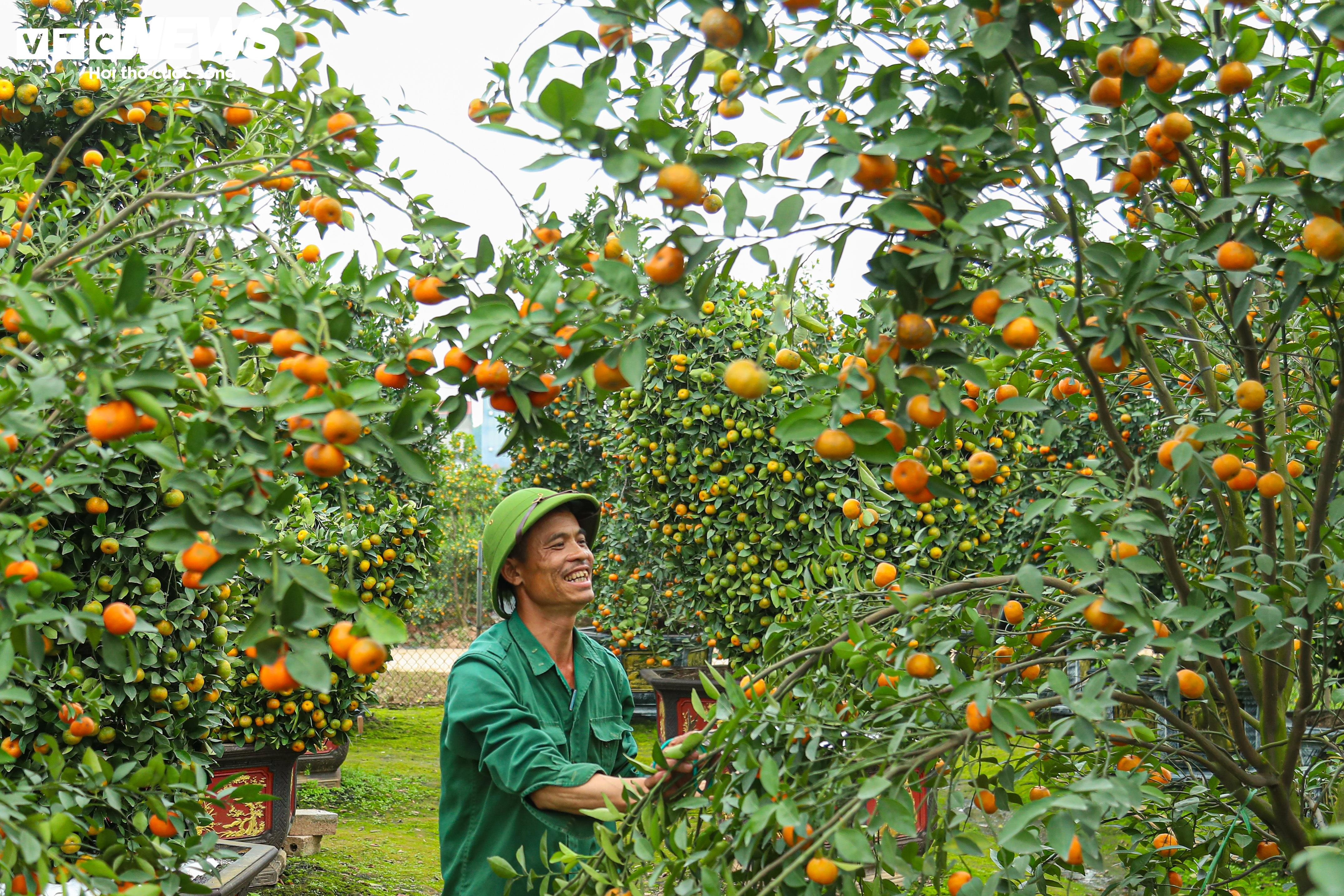 Quất lục bình tiền triệu trĩu quả, sắp tung ra thị trường Tết Giáp Thìn 2024 - 4