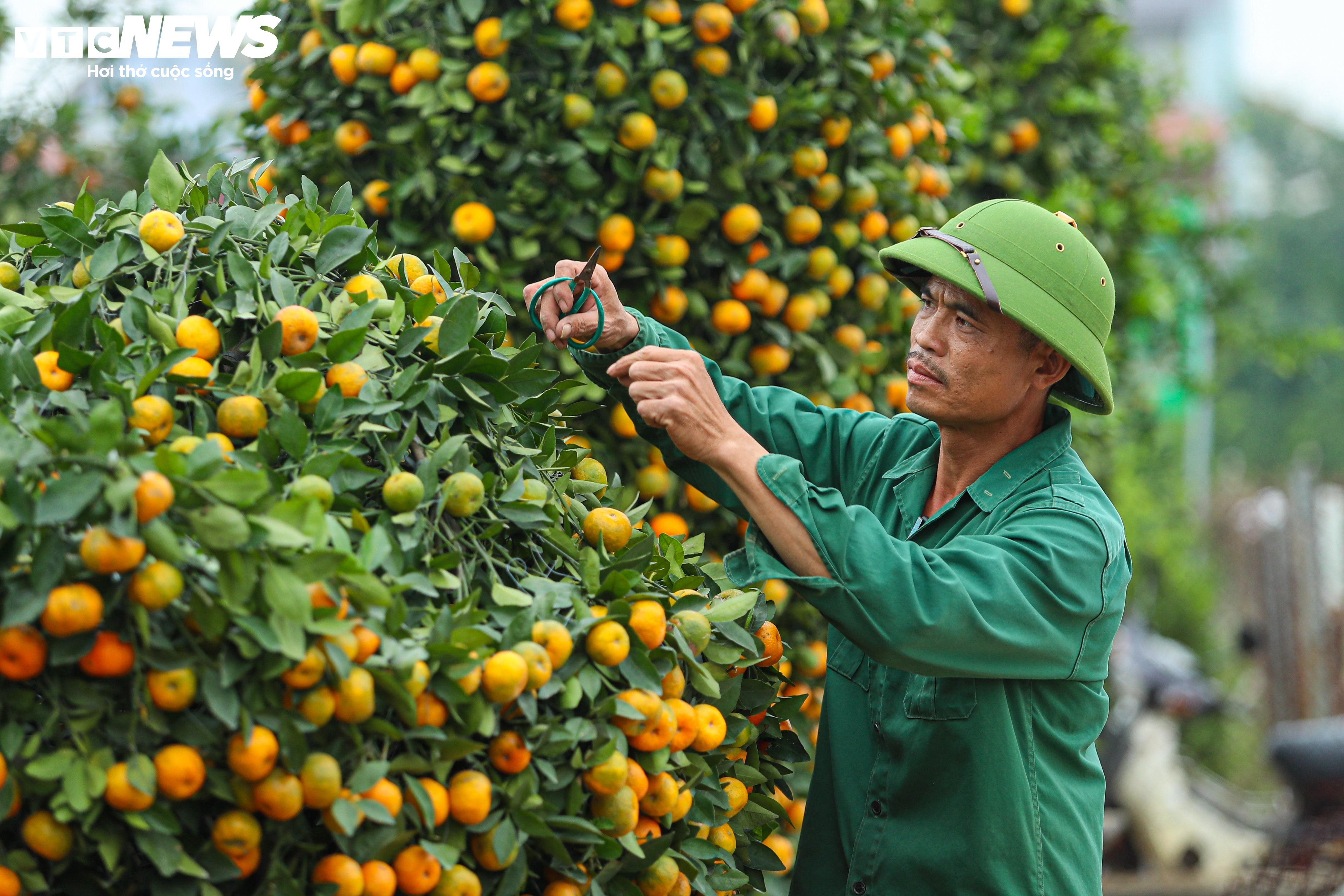 Quất lục bình tiền triệu trĩu quả, sắp tung ra thị trường Tết Giáp Thìn 2024 - 6