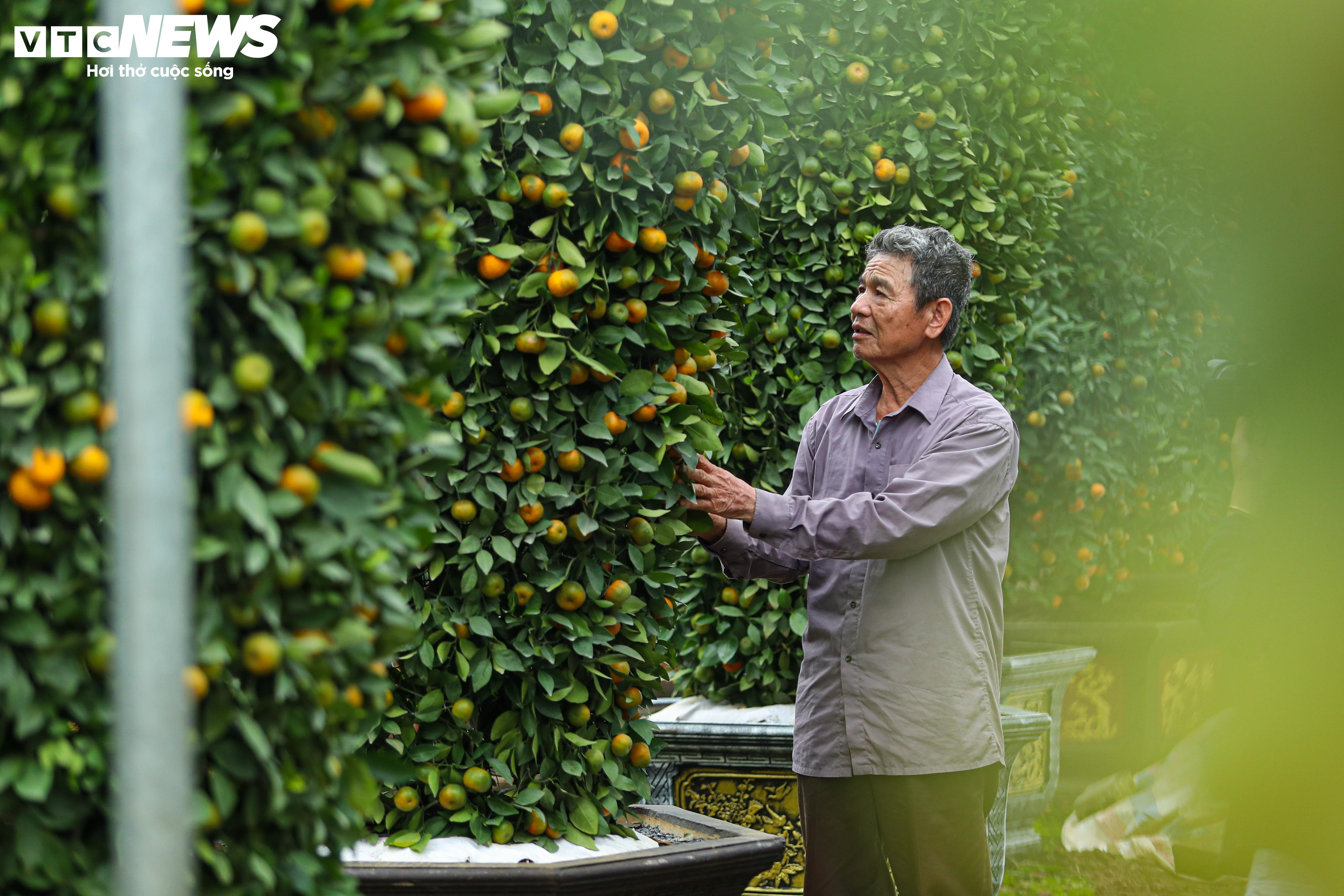 Quất lục bình tiền triệu trĩu quả, sắp tung ra thị trường Tết Giáp Thìn 2024 - 5