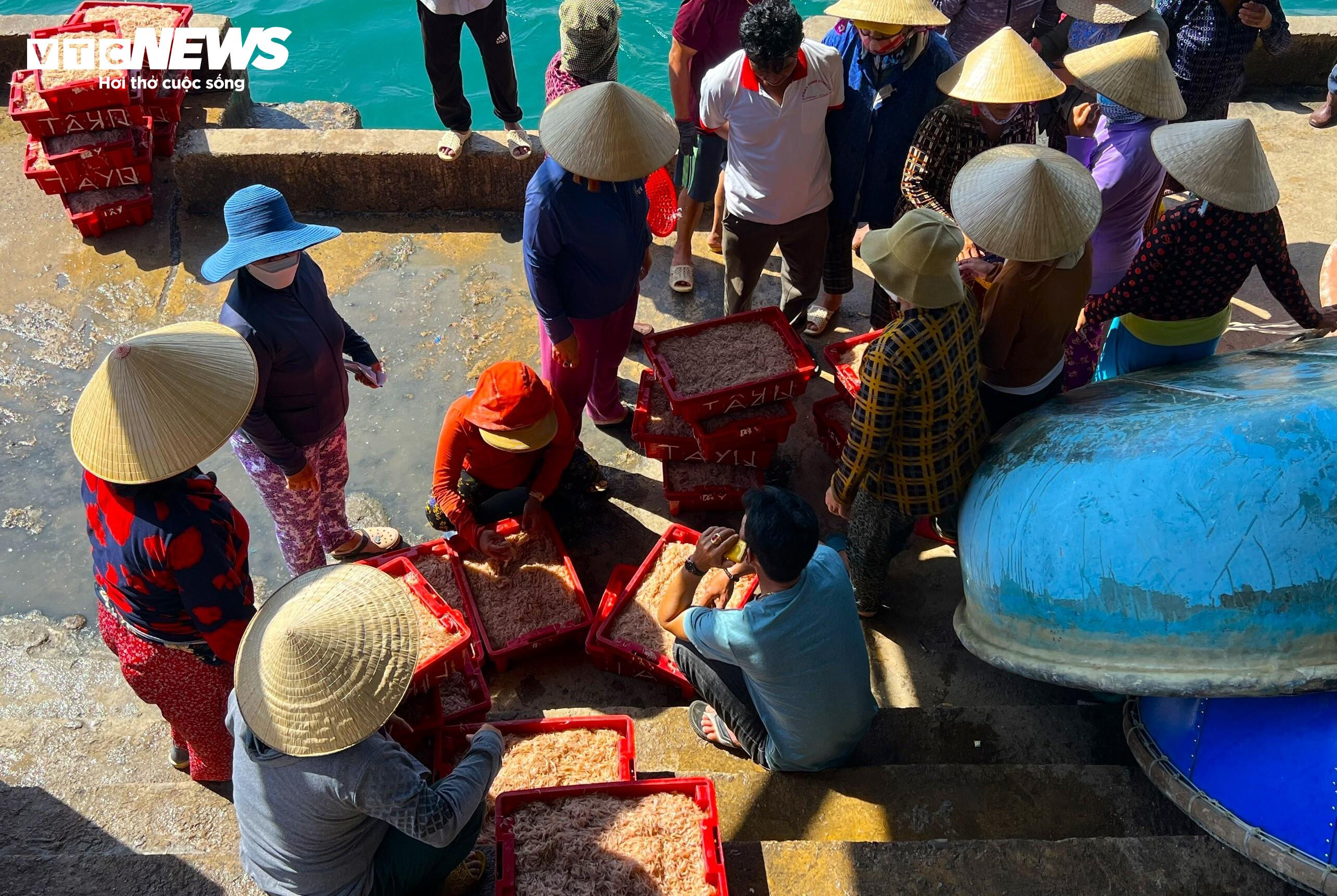 ‘Lộc biển’ về sớm, ngư dân Bình Định kiếm tiền triệu chỉ vài giờ - 7