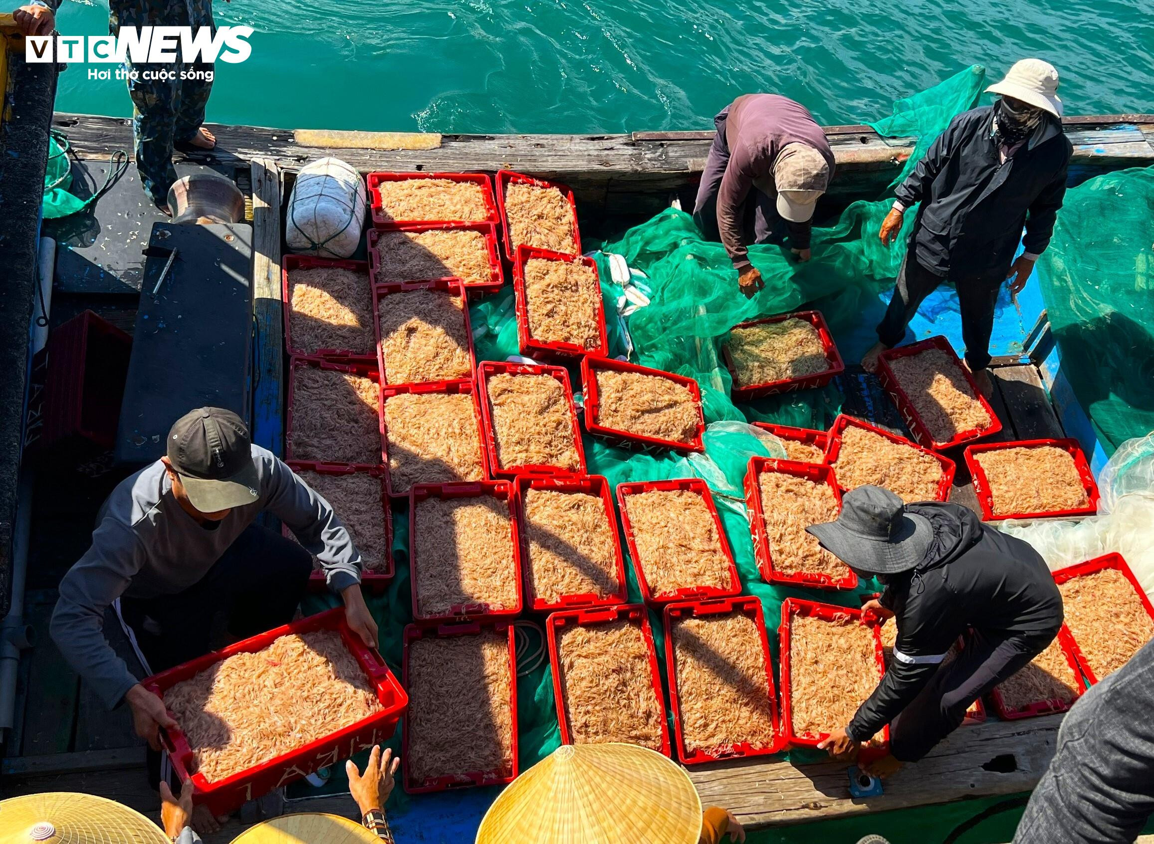 ‘Lộc biển’ về sớm, ngư dân Bình Định kiếm tiền triệu chỉ vài giờ - 3