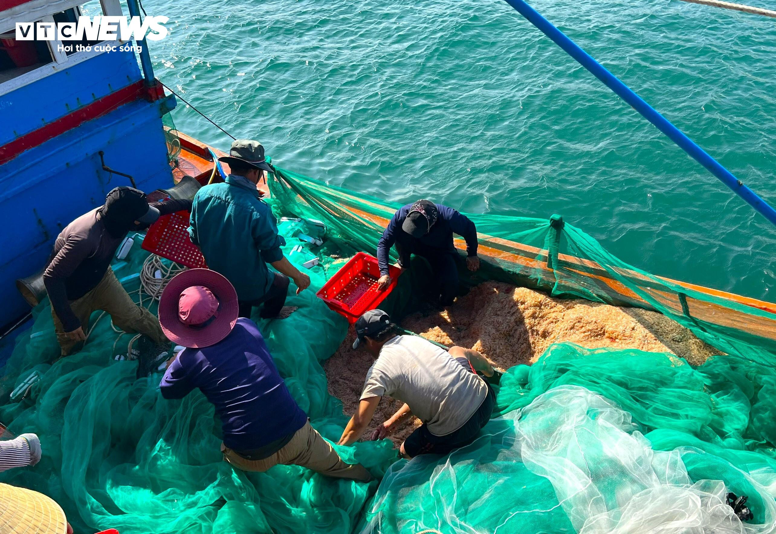 ‘Lộc biển’ về sớm, ngư dân Bình Định kiếm tiền triệu chỉ vài giờ - 6