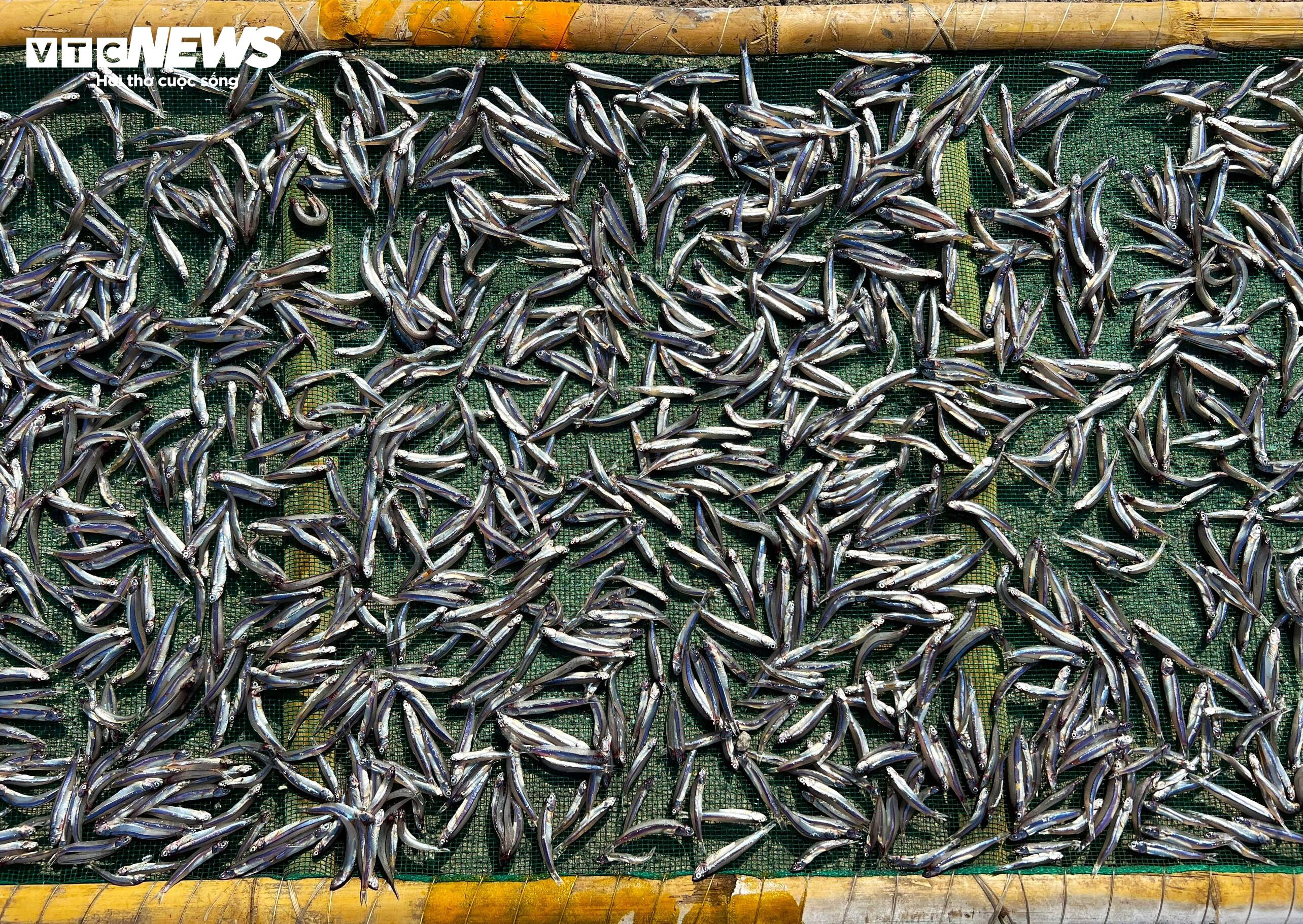 ‘Lộc biển’ về sớm, ngư dân Bình Định kiếm tiền triệu chỉ vài giờ - 10