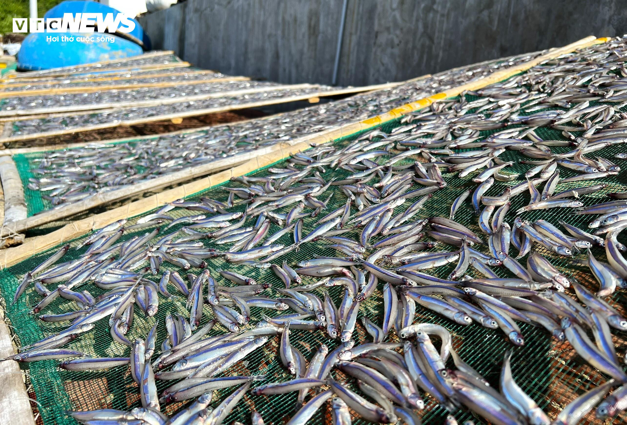 ‘Lộc biển’ về sớm, ngư dân Bình Định kiếm tiền triệu chỉ vài giờ - 11