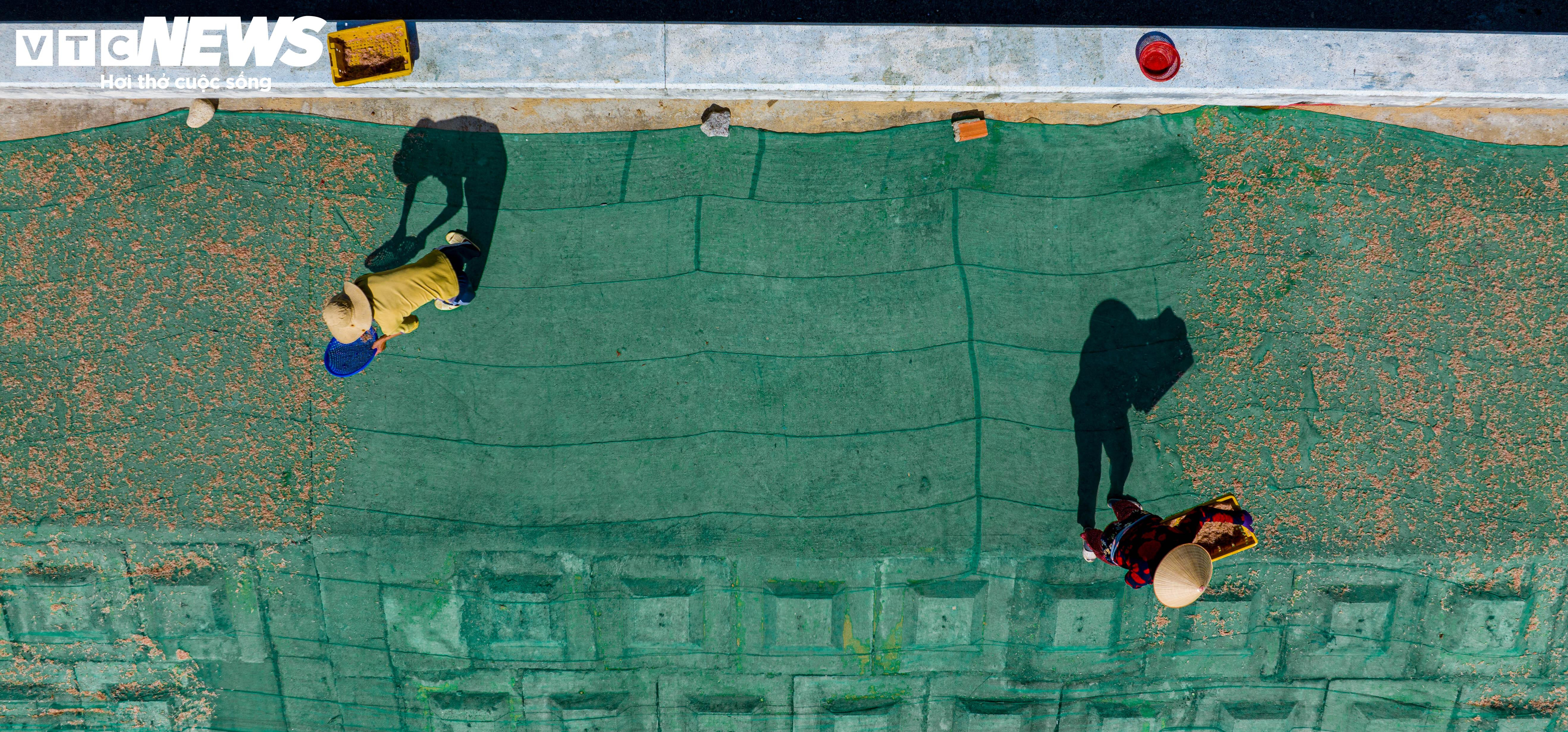 ‘Lộc biển’ về sớm, ngư dân Bình Định kiếm tiền triệu chỉ vài giờ - 8