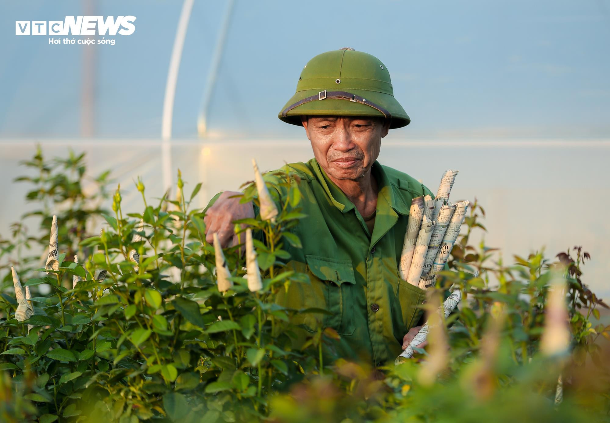 Cả năm thất bát, người trồng hoa Tây Tựu 'nín thở' chờ vụ Tết - 10