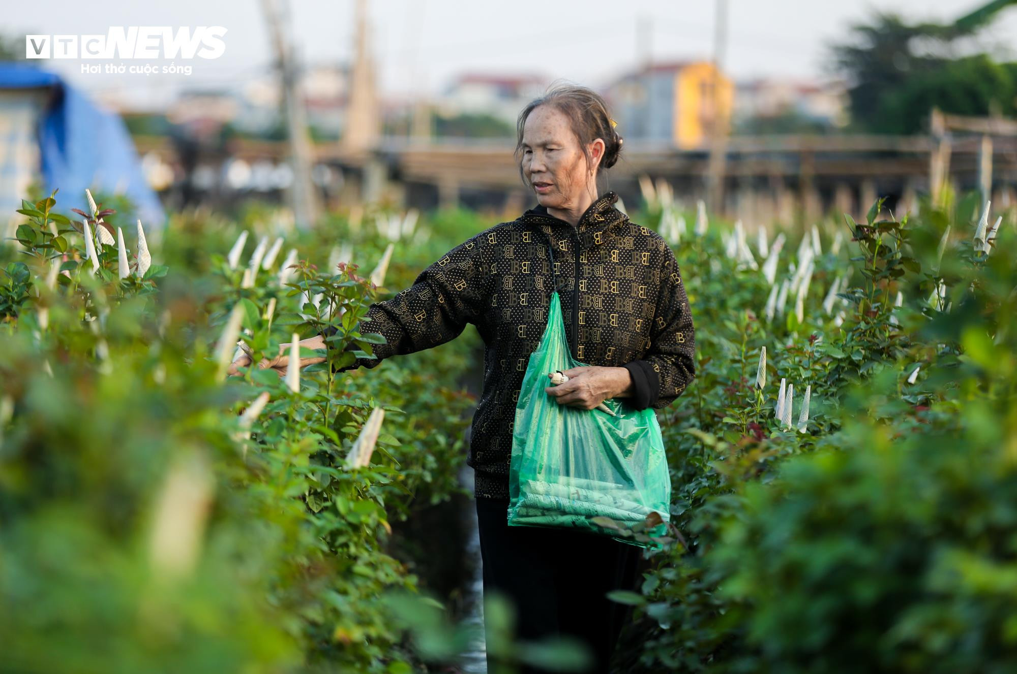 Cả năm thất bát, người trồng hoa Tây Tựu 'nín thở' chờ vụ Tết - 11