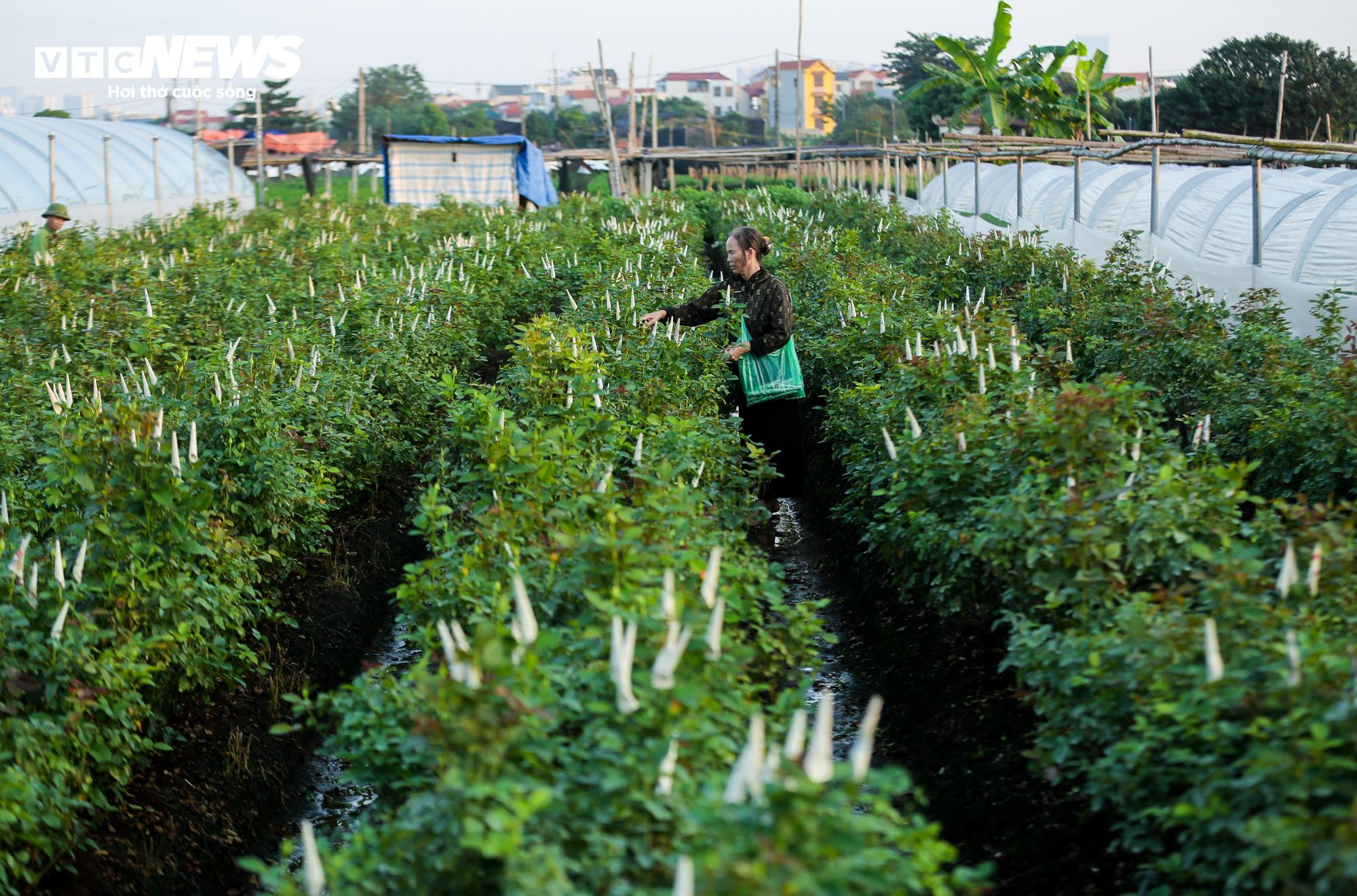 Cả năm thất bát, người trồng hoa Tây Tựu 'nín thở' chờ vụ Tết - 8