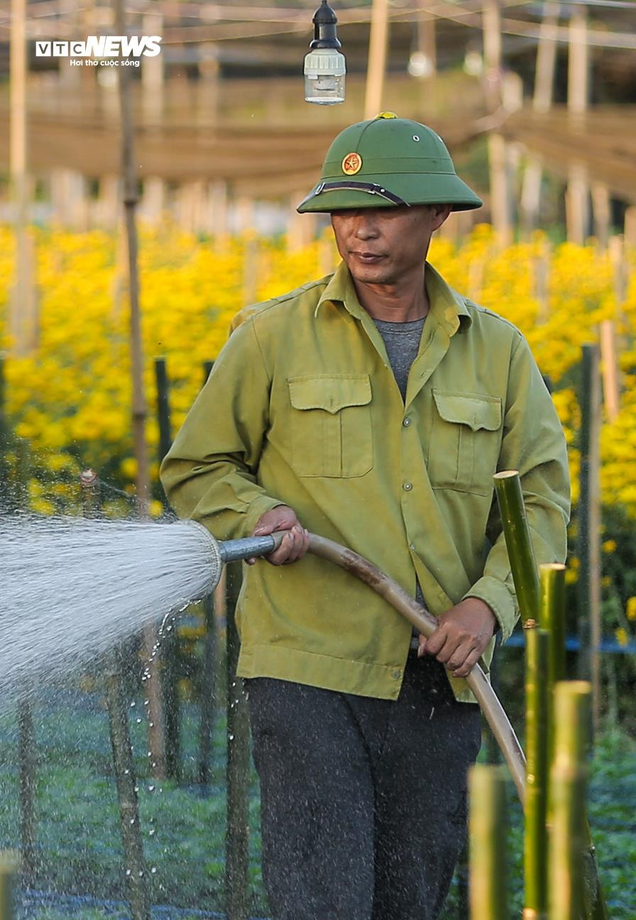 Cả năm thất bát, người trồng hoa Tây Tựu 'nín thở' chờ vụ Tết - 9