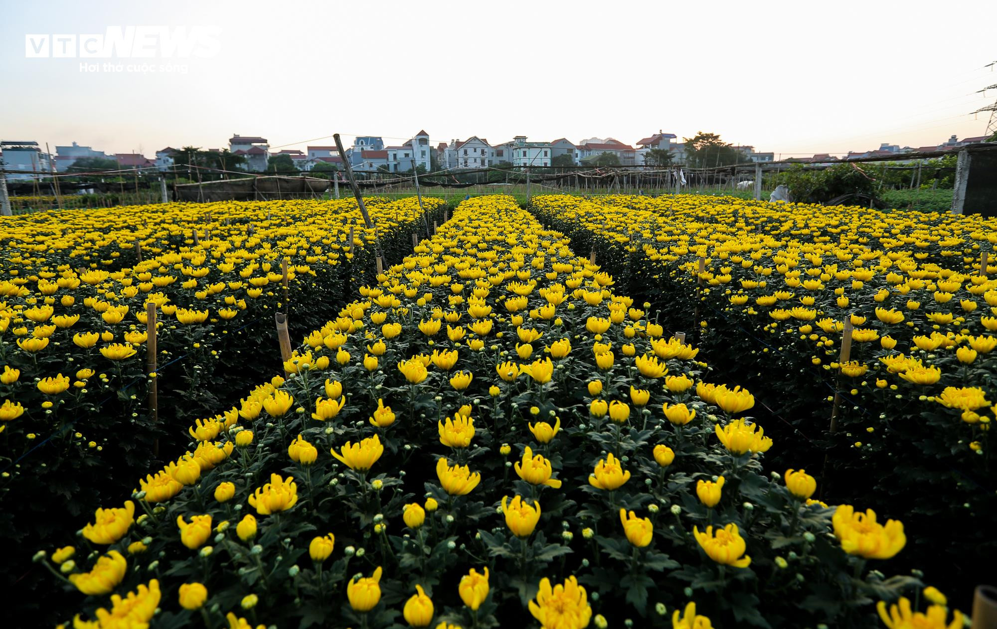 Cả năm thất bát, người trồng hoa Tây Tựu 'nín thở' chờ vụ Tết - 12