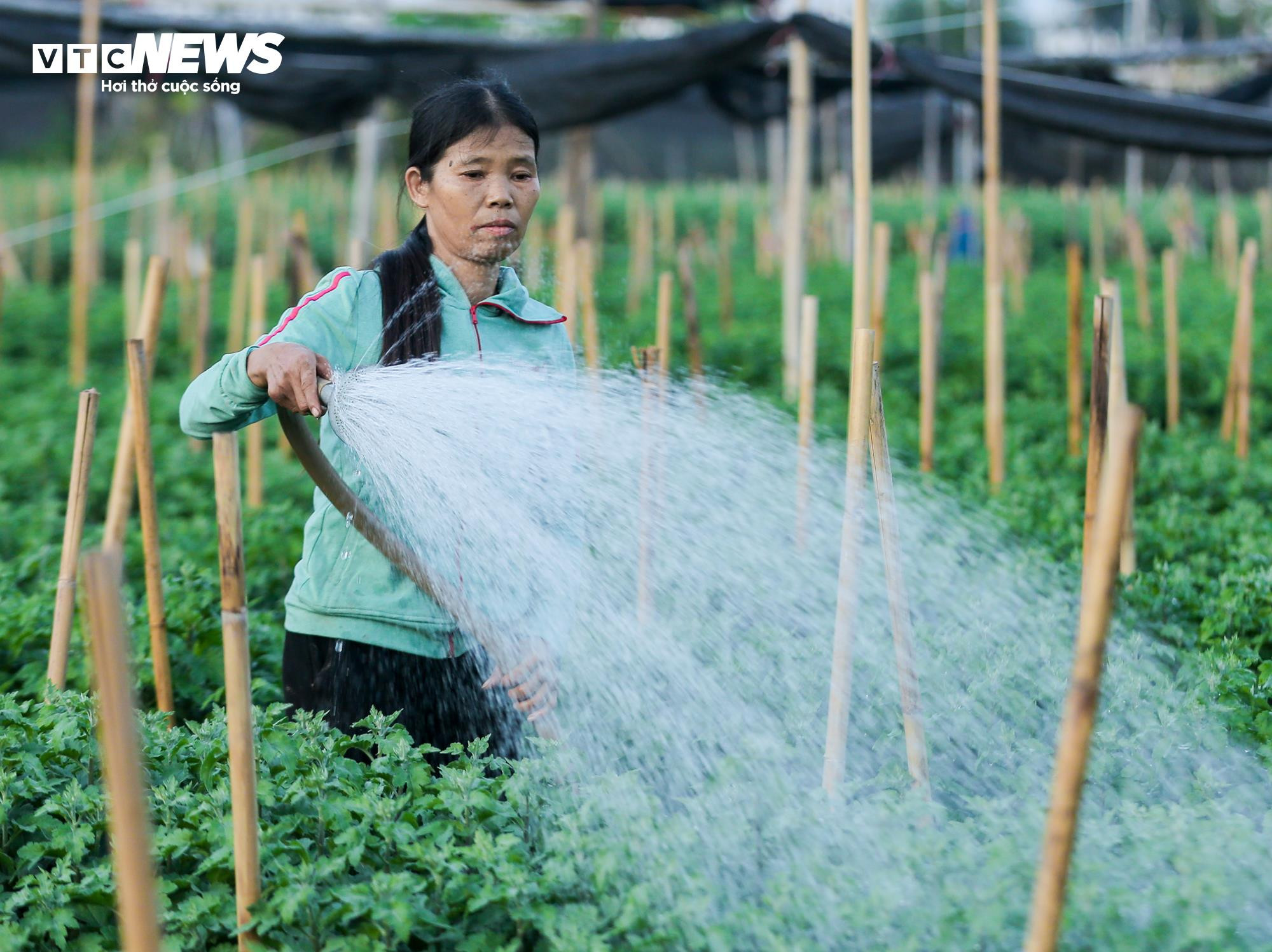 Cả năm thất bát, người trồng hoa Tây Tựu 'nín thở' chờ vụ Tết - 4