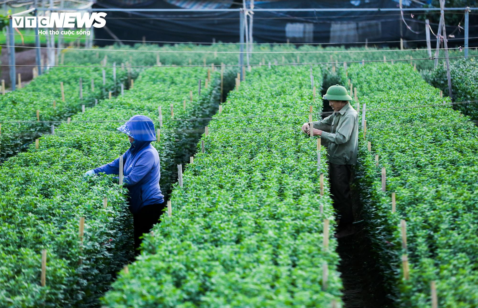 Cả năm thất bát, người trồng hoa Tây Tựu 'nín thở' chờ vụ Tết - 7