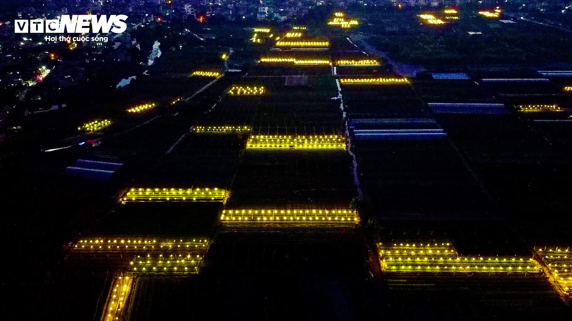 Cả năm thất bát, người trồng hoa Tây Tựu 'nín thở' chờ vụ Tết - 14