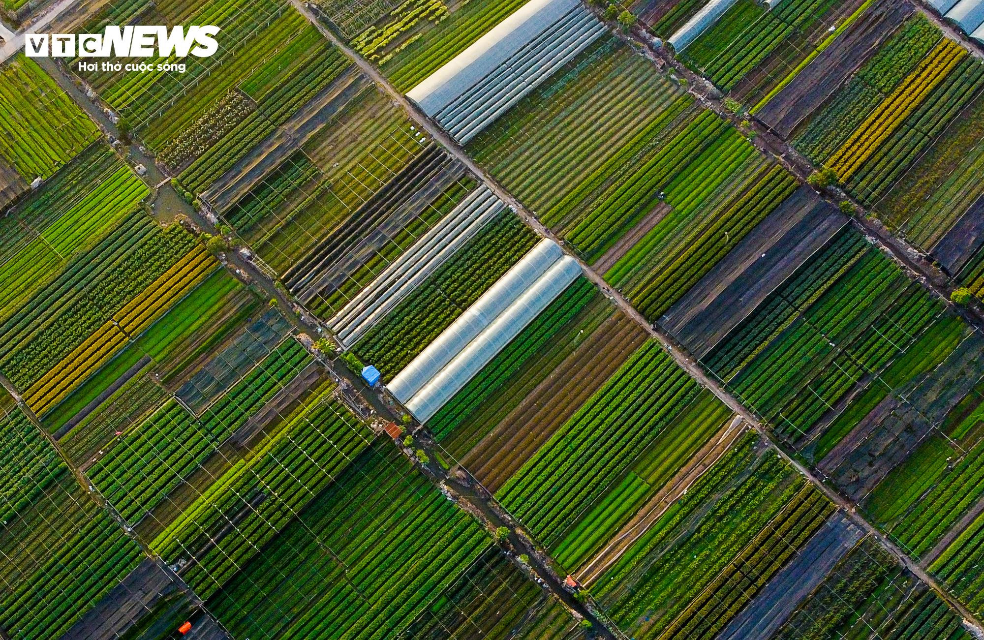 Cả năm thất bát, người trồng hoa Tây Tựu 'nín thở' chờ vụ Tết - 2