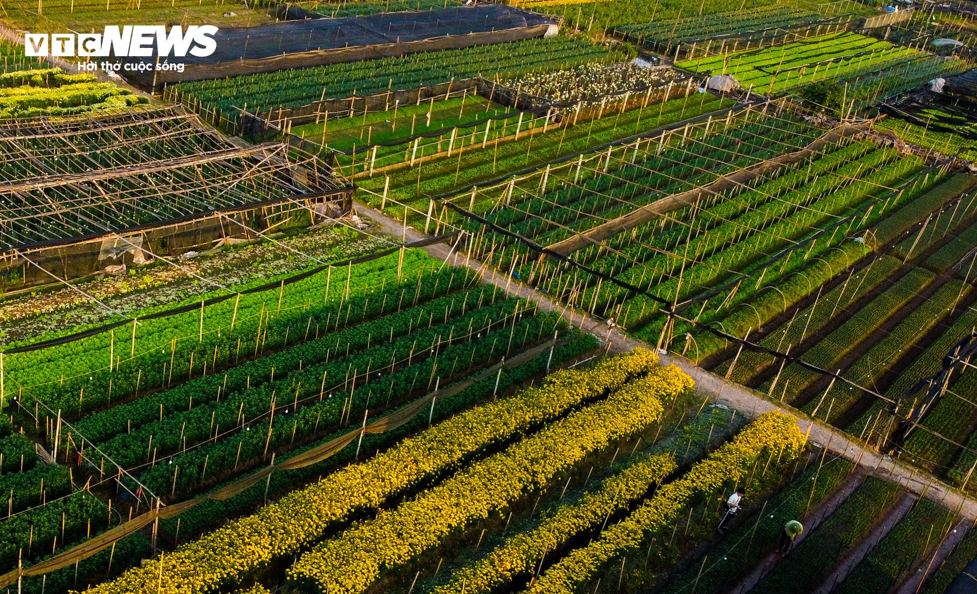 Cả năm thất bát, người trồng hoa Tây Tựu 'nín thở' chờ vụ Tết - 3