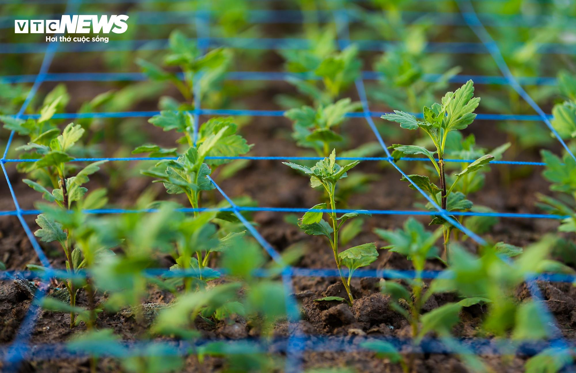 Cả năm thất bát, người trồng hoa Tây Tựu 'nín thở' chờ vụ Tết - 6