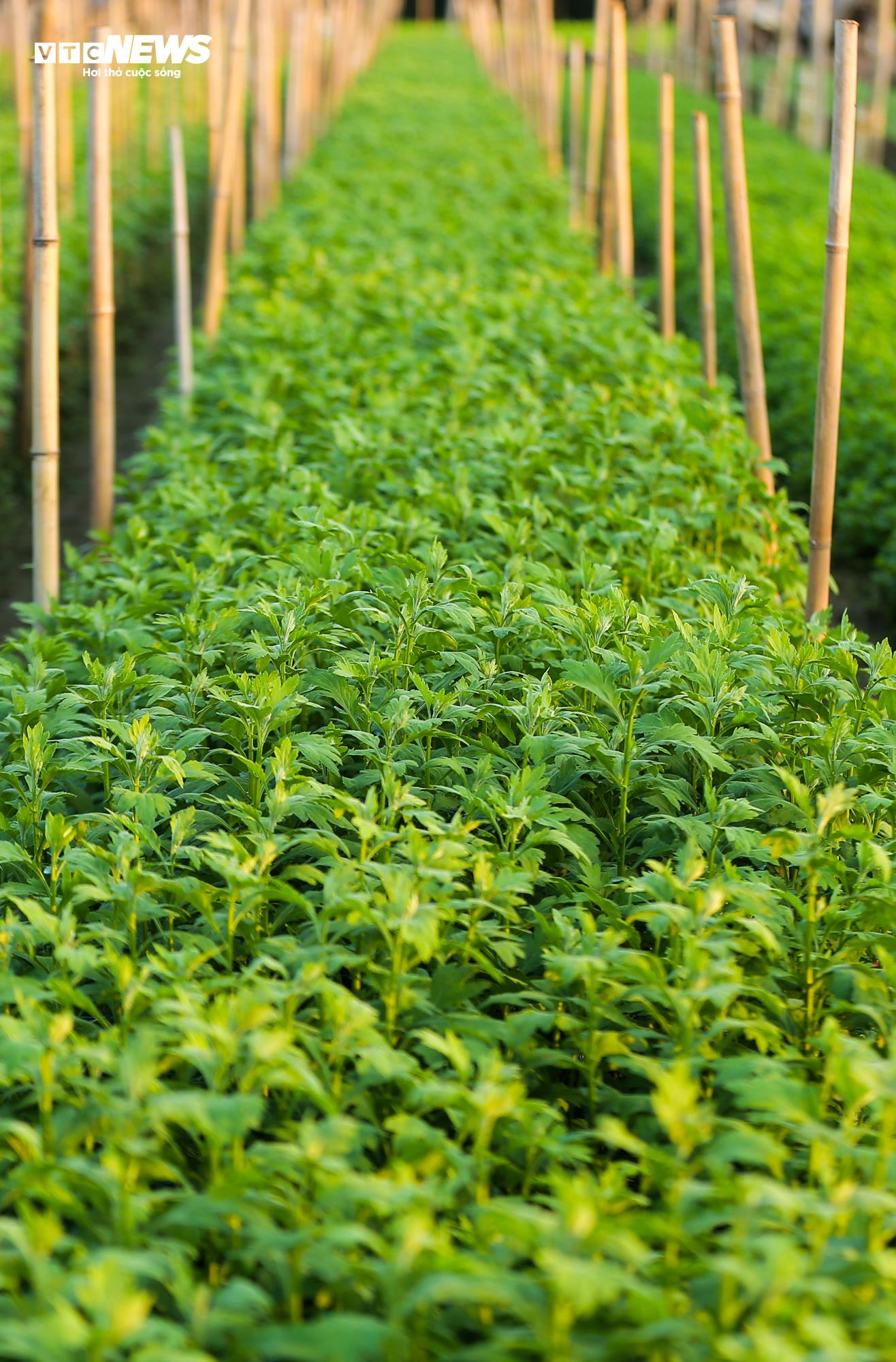 Cả năm thất bát, người trồng hoa Tây Tựu 'nín thở' chờ vụ Tết - 5