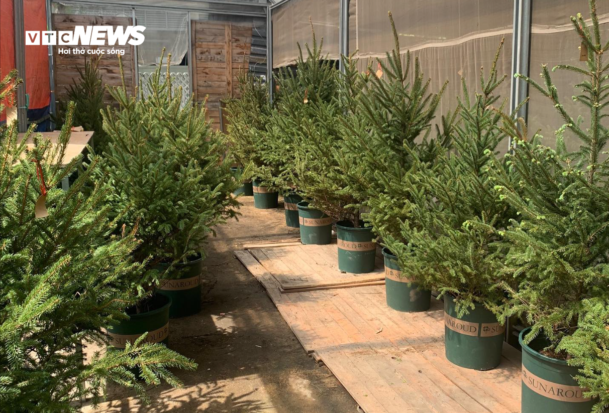  TP.HCM: Cây thông tươi nhập khẩu hút khách trước Giáng sinh - 7
