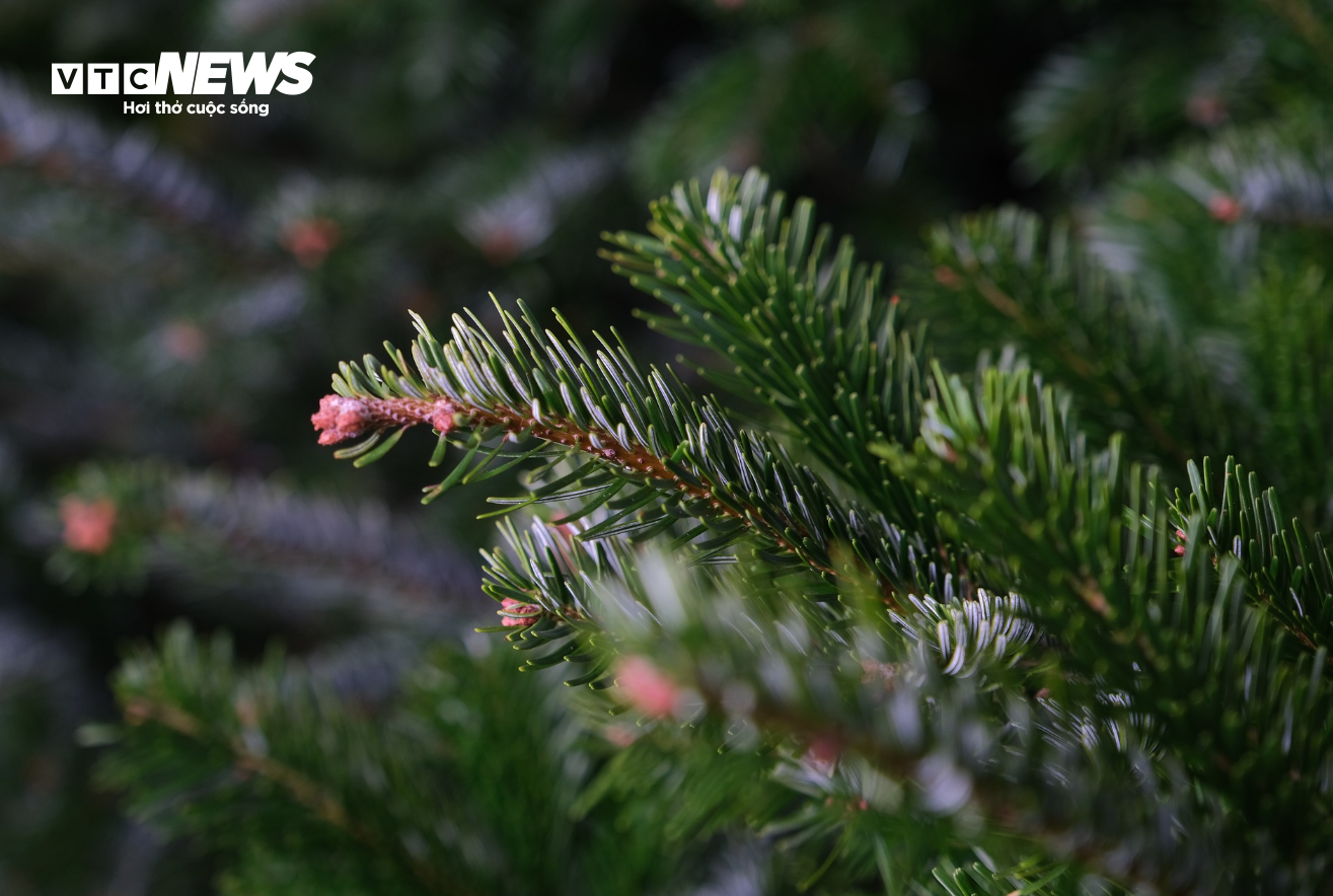  TP.HCM: Cây thông tươi nhập khẩu hút khách trước Giáng sinh - 6