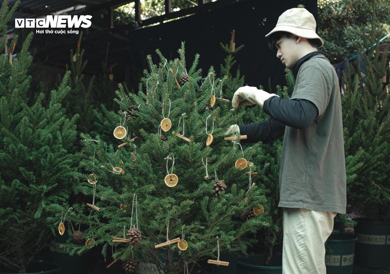  TP.HCM: Cây thông tươi nhập khẩu hút khách trước Giáng sinh - 4