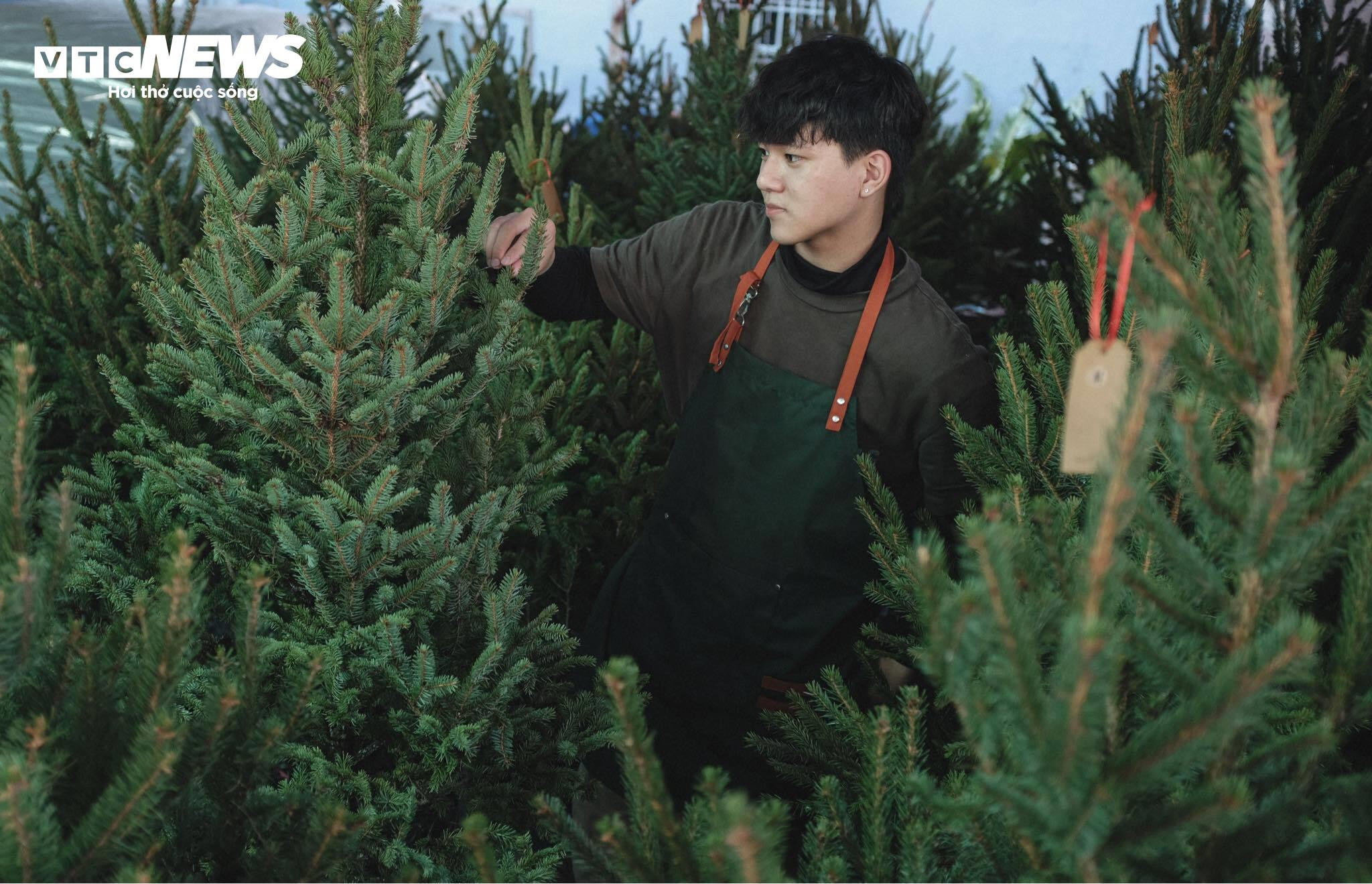  TP.HCM: Cây thông tươi nhập khẩu hút khách trước Giáng sinh - 2