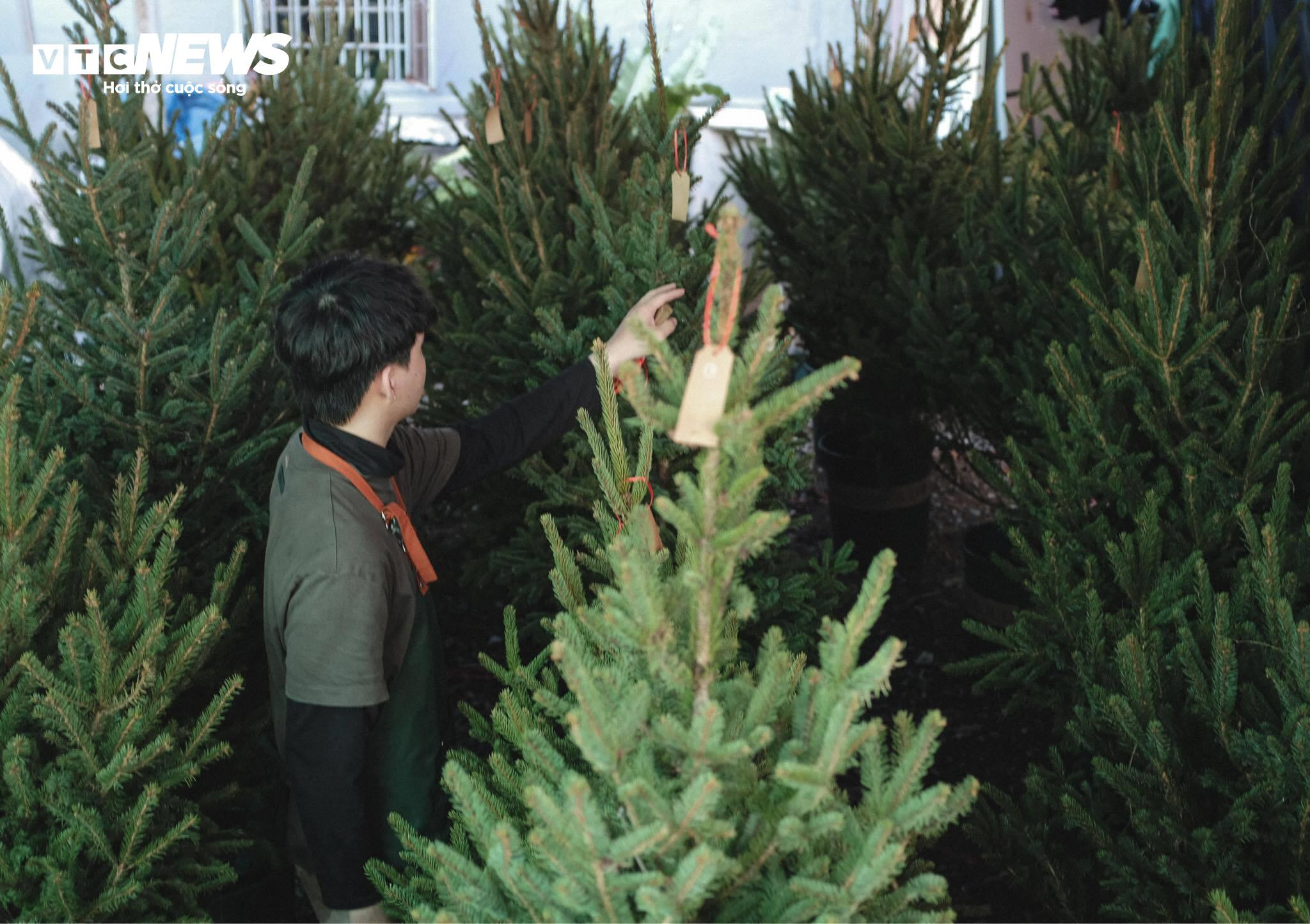  TP.HCM: Cây thông tươi nhập khẩu hút khách trước Giáng sinh - 3