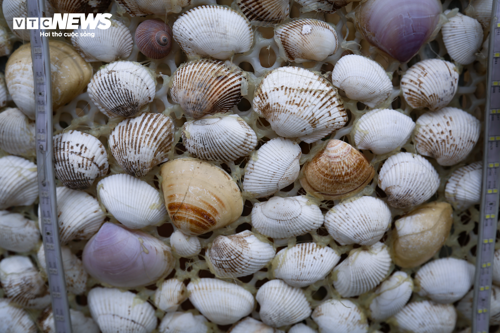 Chiêm ngưỡng cây thông Noel làm từ 100.000 vỏ sò ở Hà Tĩnh - 6