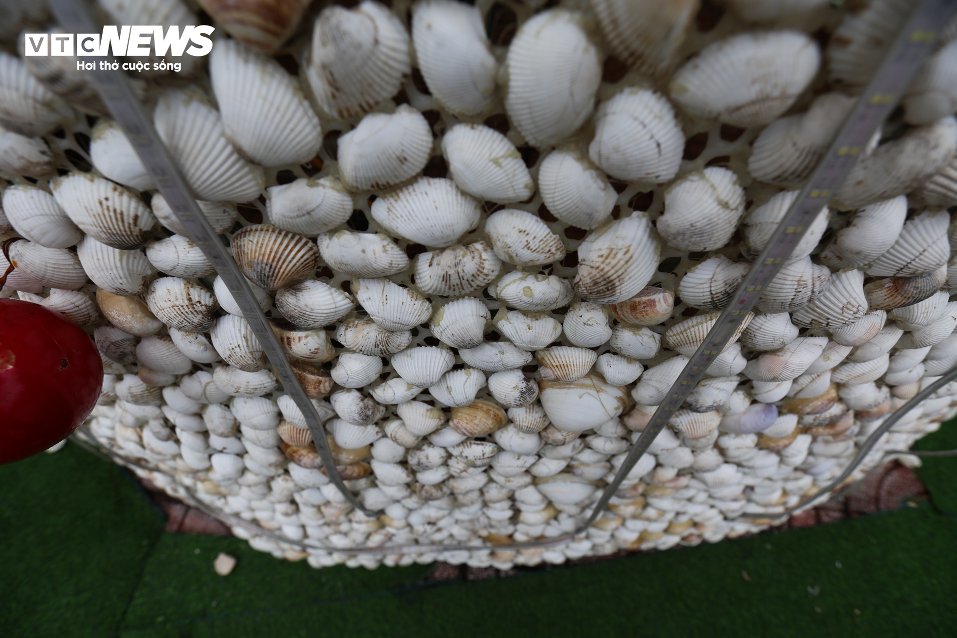 Chiêm ngưỡng cây thông Noel làm từ 100.000 vỏ sò ở Hà Tĩnh - 3