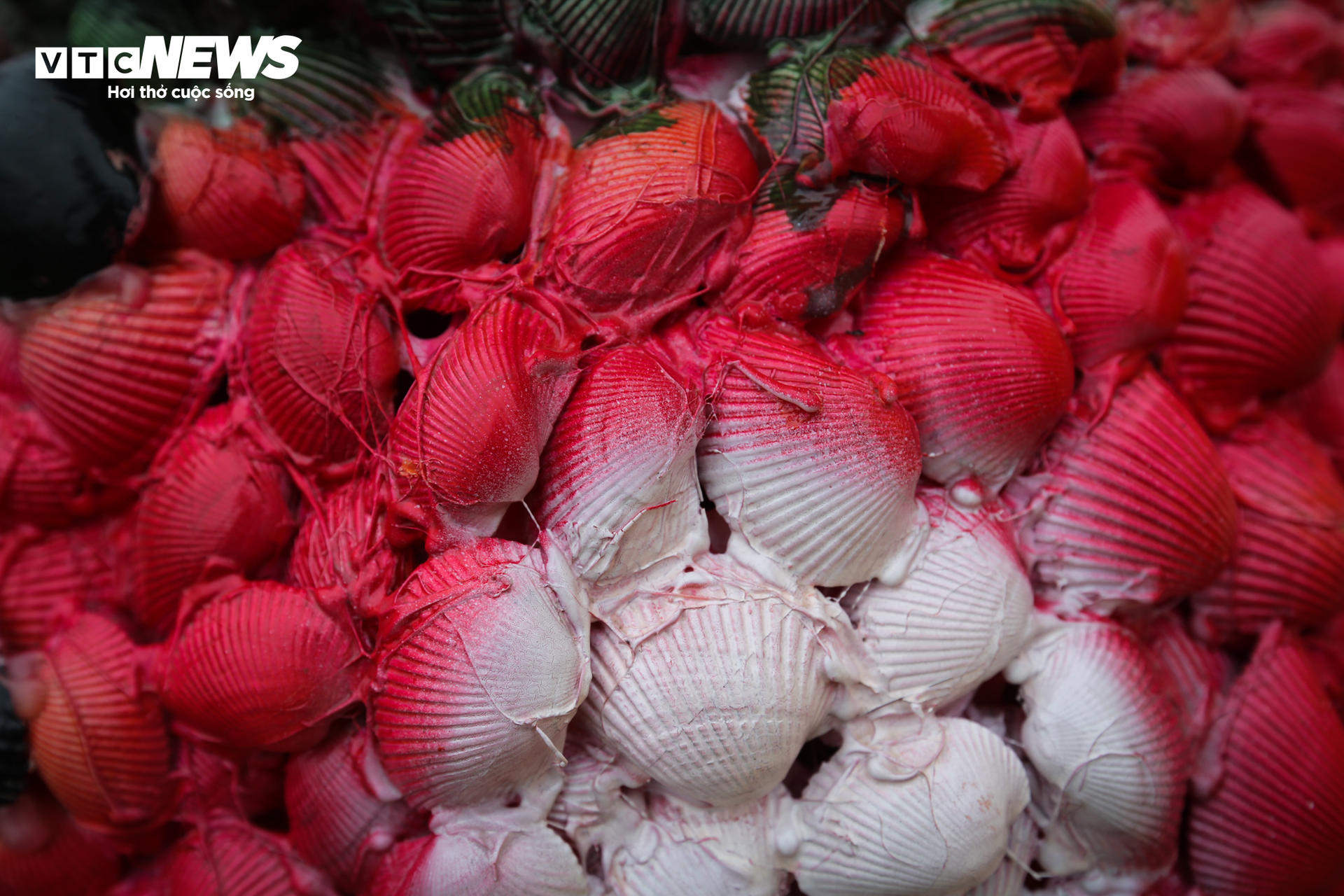 Chiêm ngưỡng cây thông Noel làm từ 100.000 vỏ sò ở Hà Tĩnh - 10