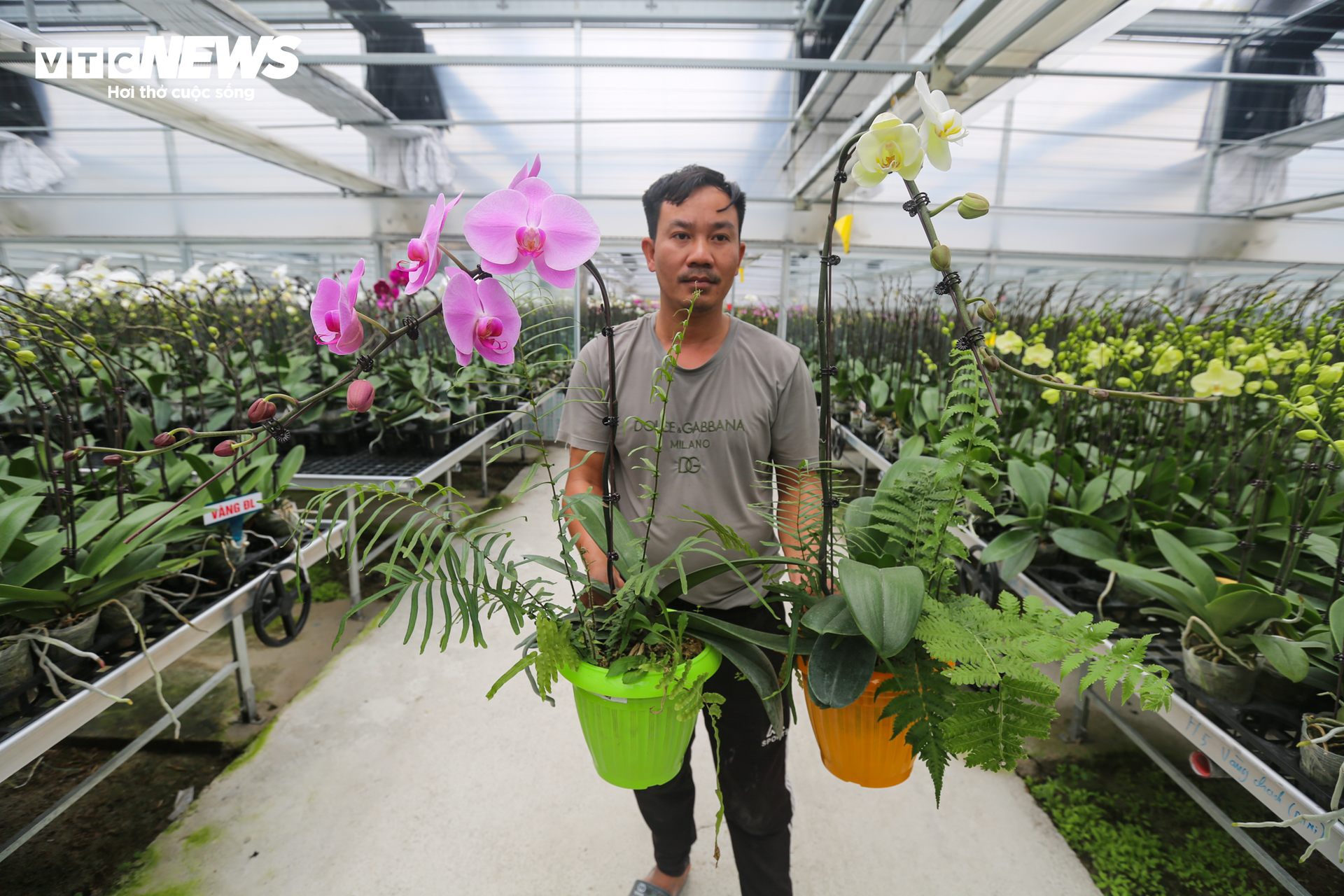 Vườn lan hồ điệp lớn nhất Hà Tĩnh vào vụ Tết - 19