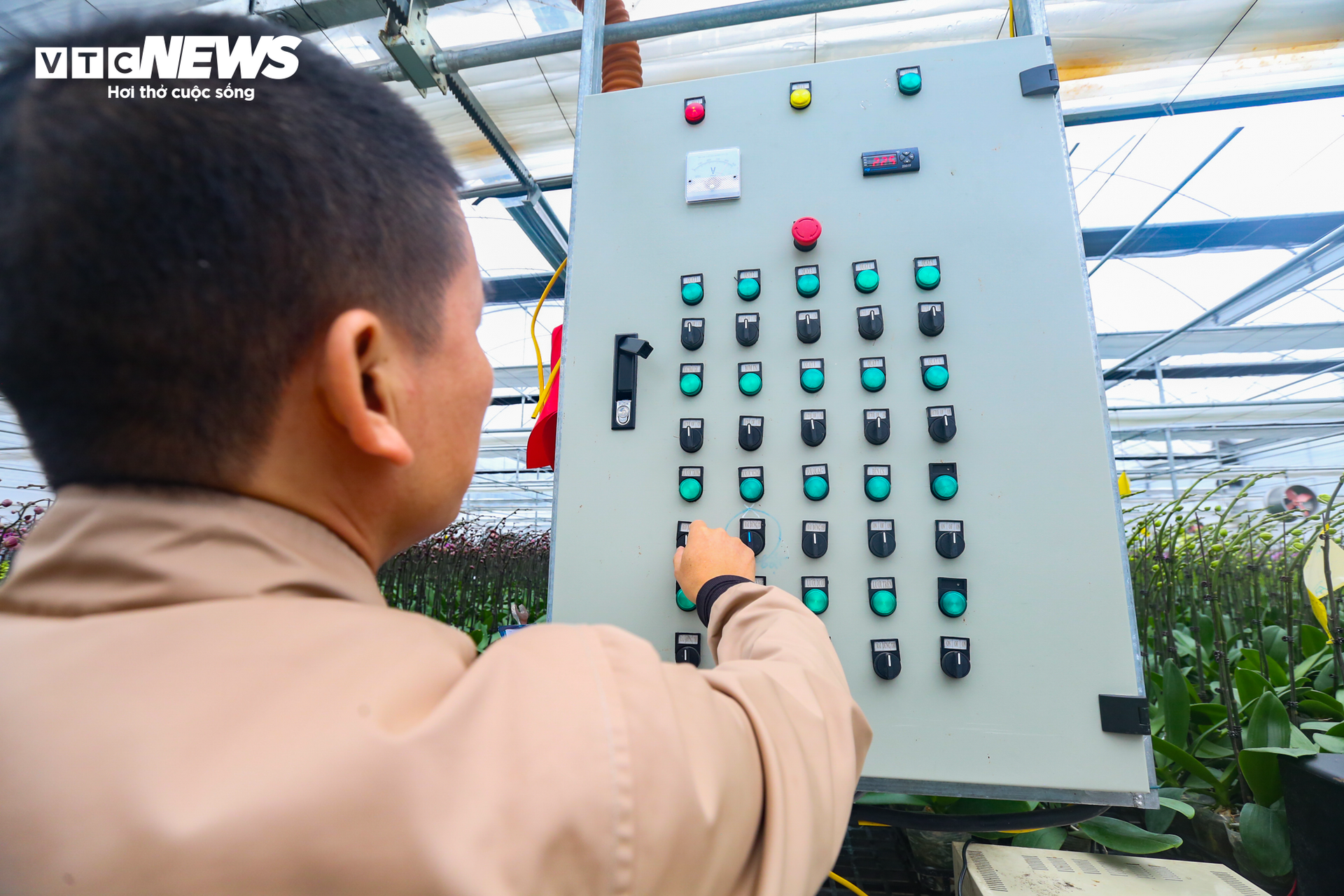 Vườn lan hồ điệp lớn nhất Hà Tĩnh vào vụ Tết - 7