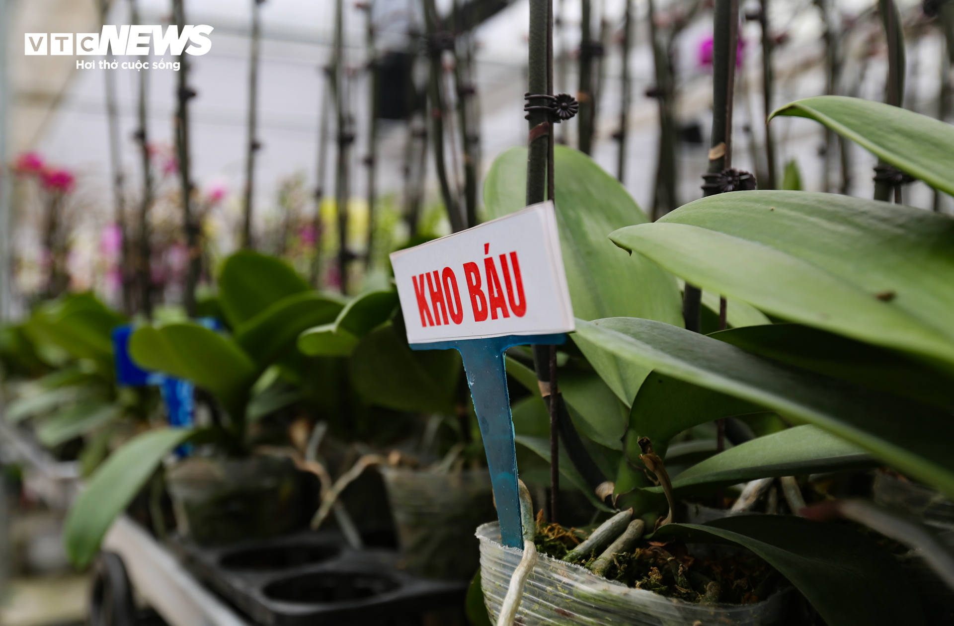 Vườn lan hồ điệp lớn nhất Hà Tĩnh vào vụ Tết - 12