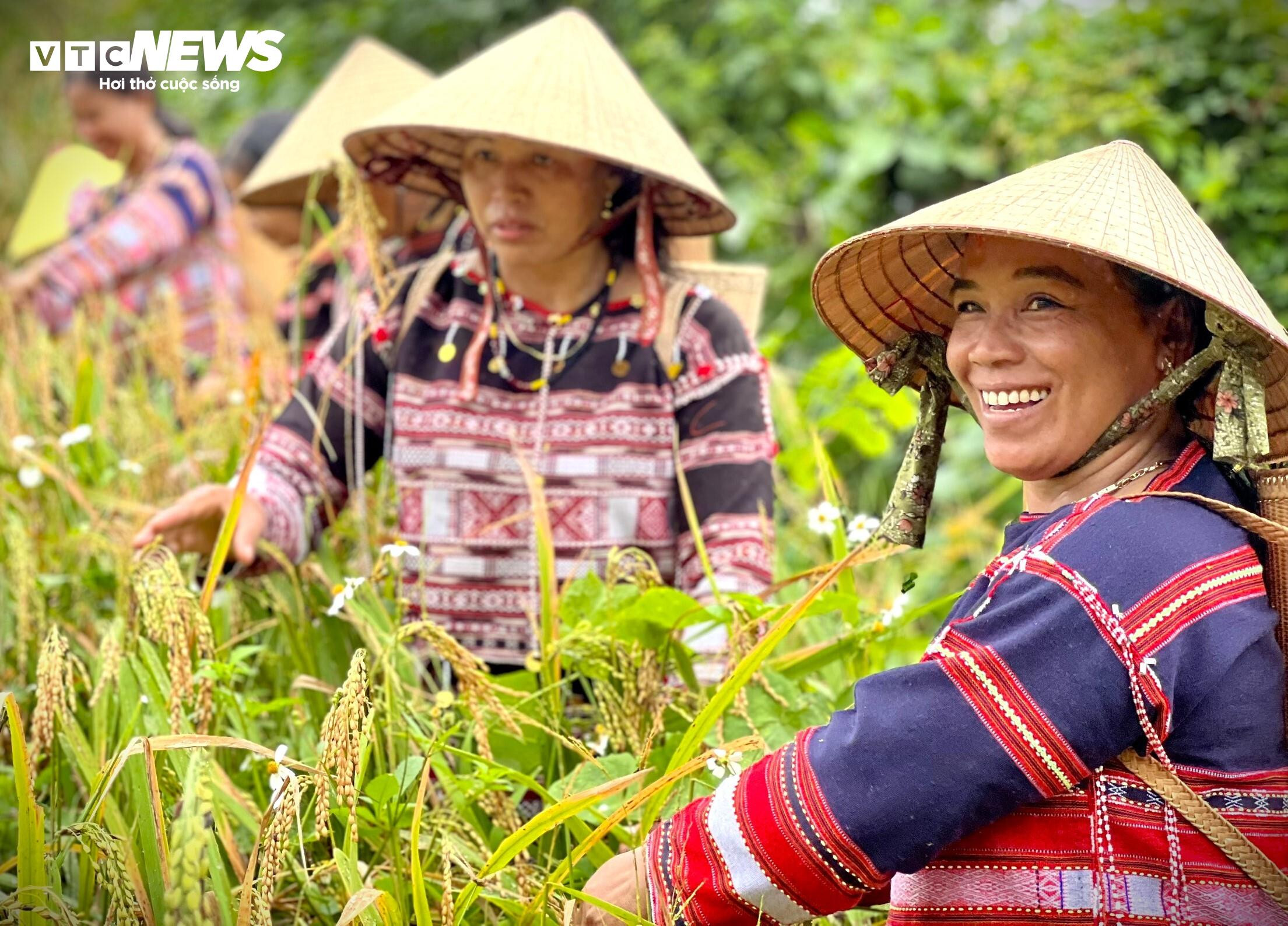 Đặc sắc lễ mừng lúa mới ngày cuối năm của người Ba Na ở Bình Định - 5