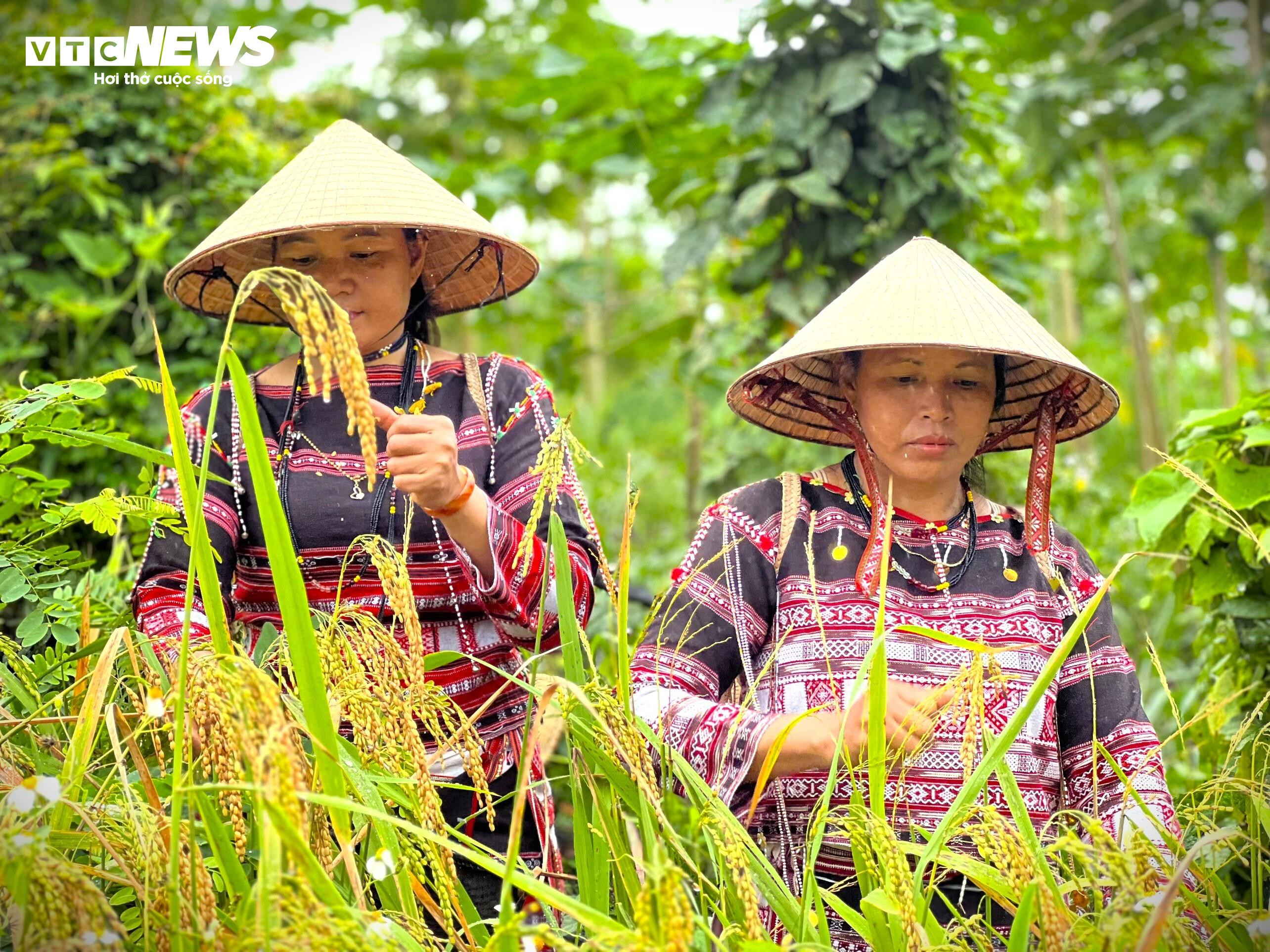 Đặc sắc lễ mừng lúa mới ngày cuối năm của người Ba Na ở Bình Định - 4