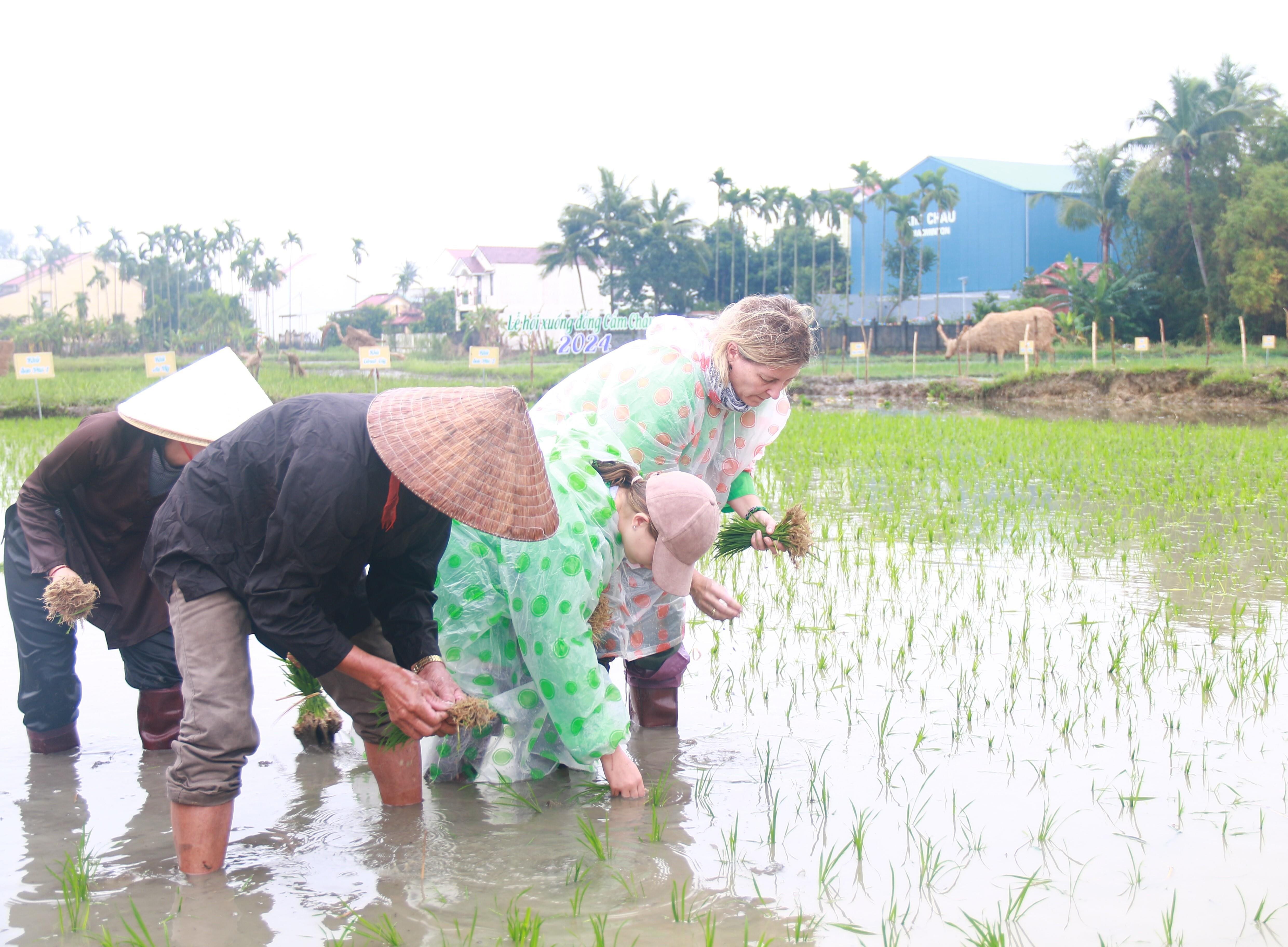 Ông Tây bà Đầm đội mưa lội bùn tát nước, cưỡi trâu cày ruộng, cấy lúa ở Hội An - 7