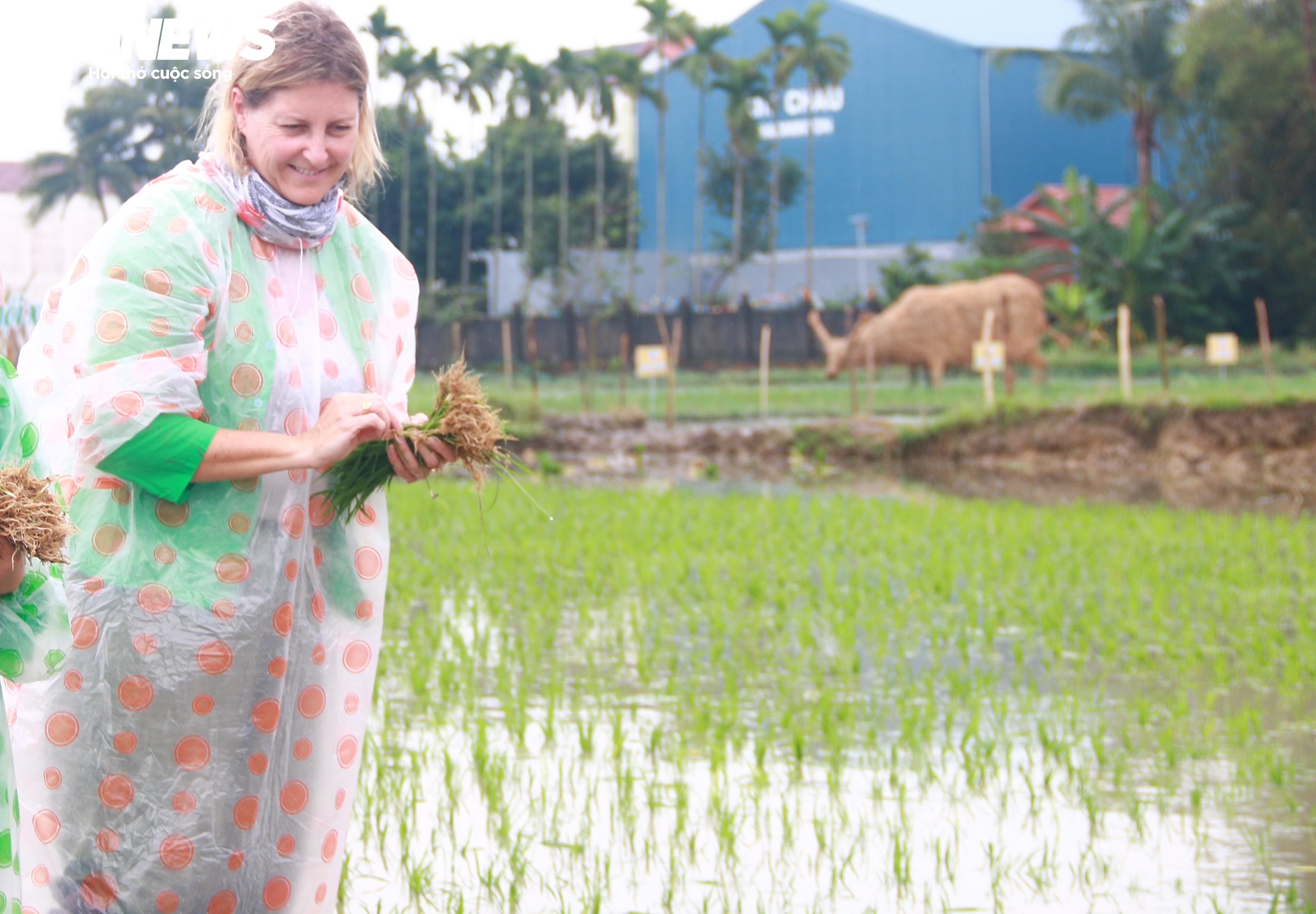 Ông Tây bà Đầm đội mưa lội bùn tát nước, cưỡi trâu cày ruộng, cấy lúa ở Hội An - 8